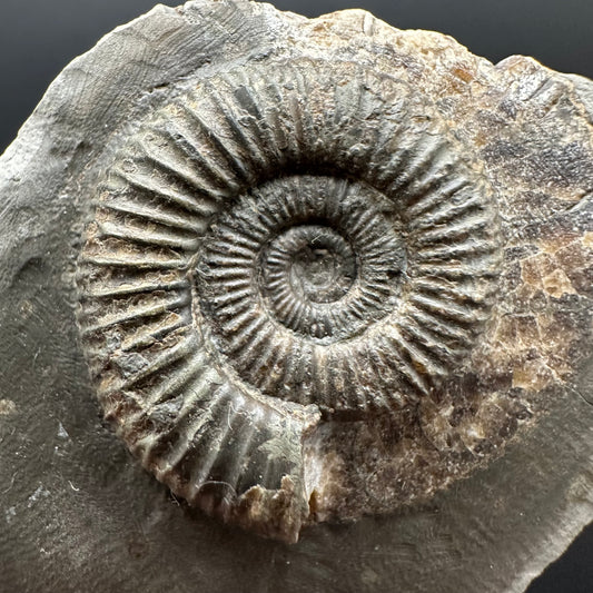 Dactylioceras Ammonite Fossil Gift Set - Whitby, North Yorkshire Jurassic Coast Yorkshire Fossils