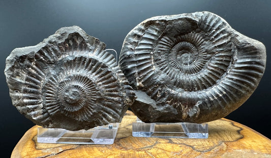Dactylioceras Ammonite nodule (split pair) Fossil With Box And Stand - Whitby, North Yorkshire Jurassic Coast Yorkshire Fossils