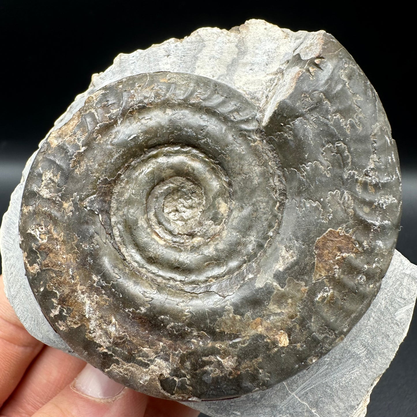 Hildoceras Bifrons Ammonite fossil with box and stand - Whitby, North Yorkshire Jurassic Coast, Yorkshire Fossils from the Jurassic Coast