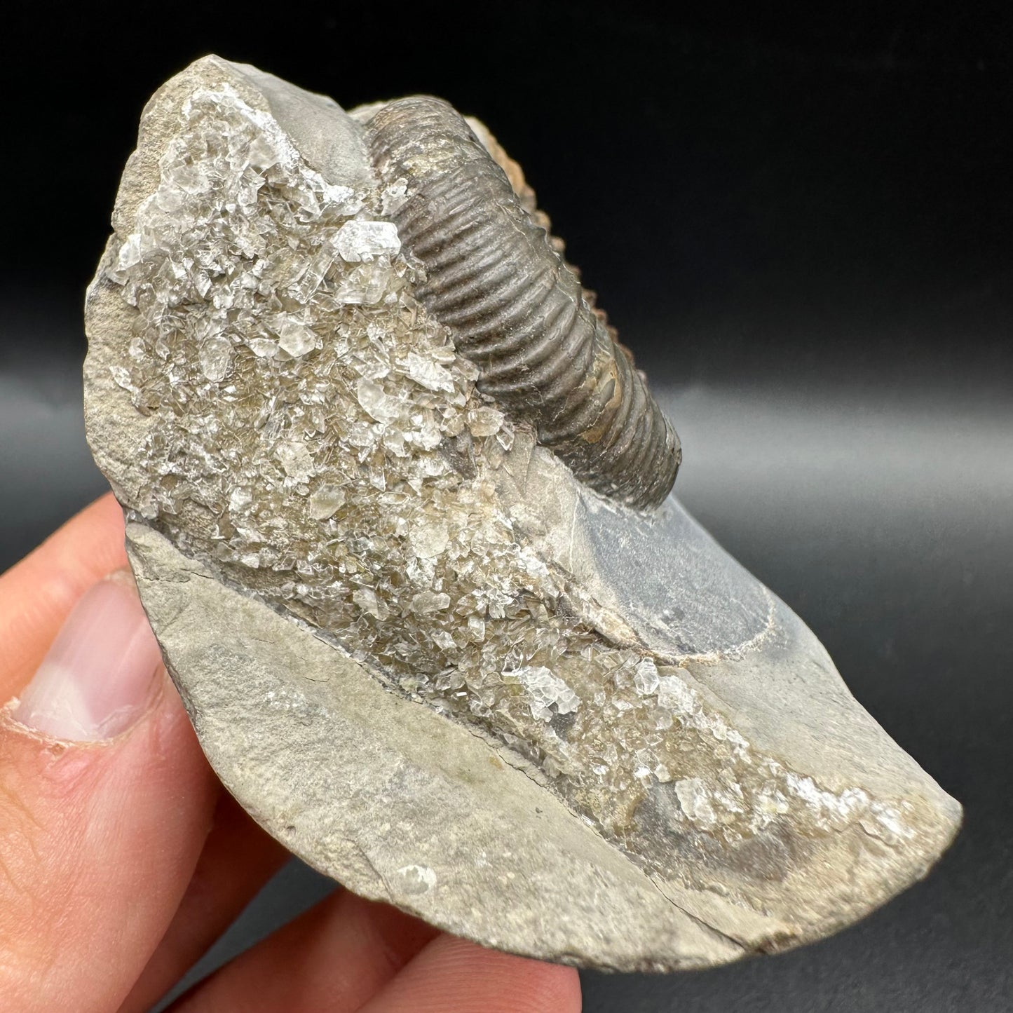 Dactylioceras Ammonite Fossil With Box And Stand - Whitby, North Yorkshire Jurassic Coast Yorkshire Fossils