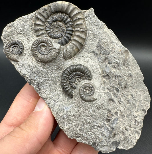 Arnioceras ammonite shell fossil with box and stand - Whitby, North Yorkshire Jurassic Coast Yorkshire Fossils