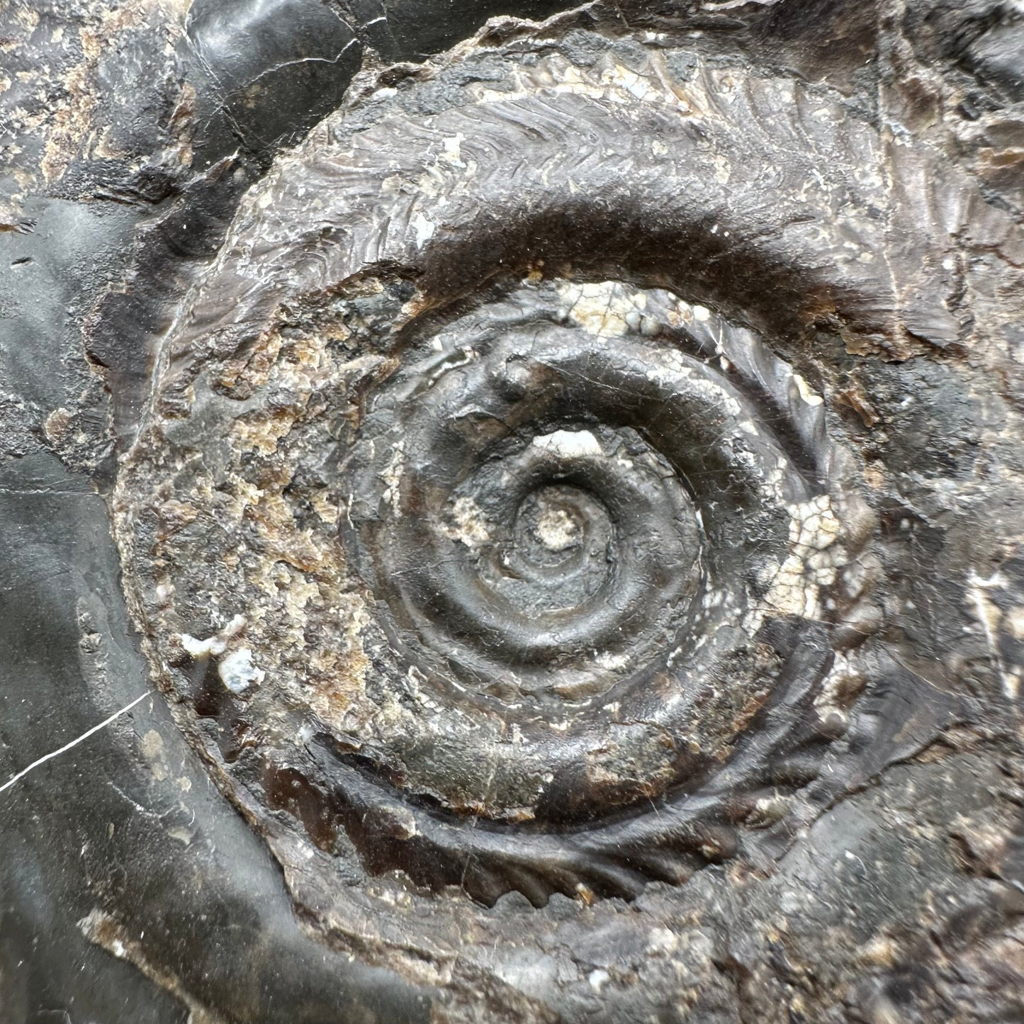 Hildoceras Bifrons Ammonite fossil with box and stand - Whitby, North Yorkshire Jurassic Coast, Yorkshire Fossils from the Jurassic Coast