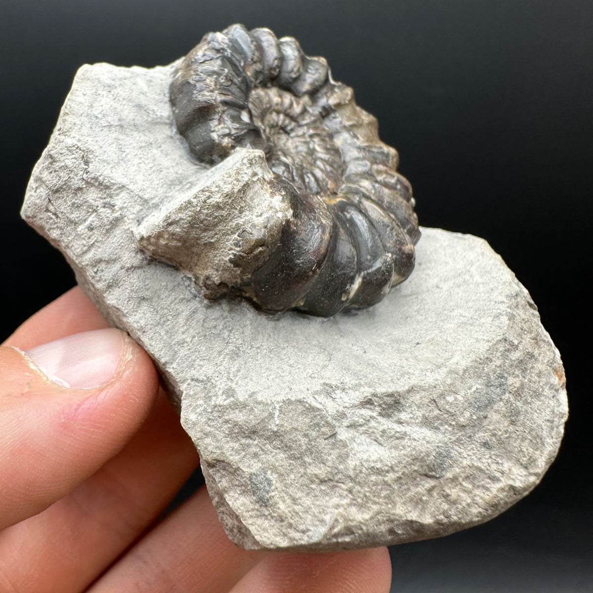Androgynoceras maculatum ammonite fossil with box and stand - Whitby, North Yorkshire Jurassic Coast Yorkshire Fossils