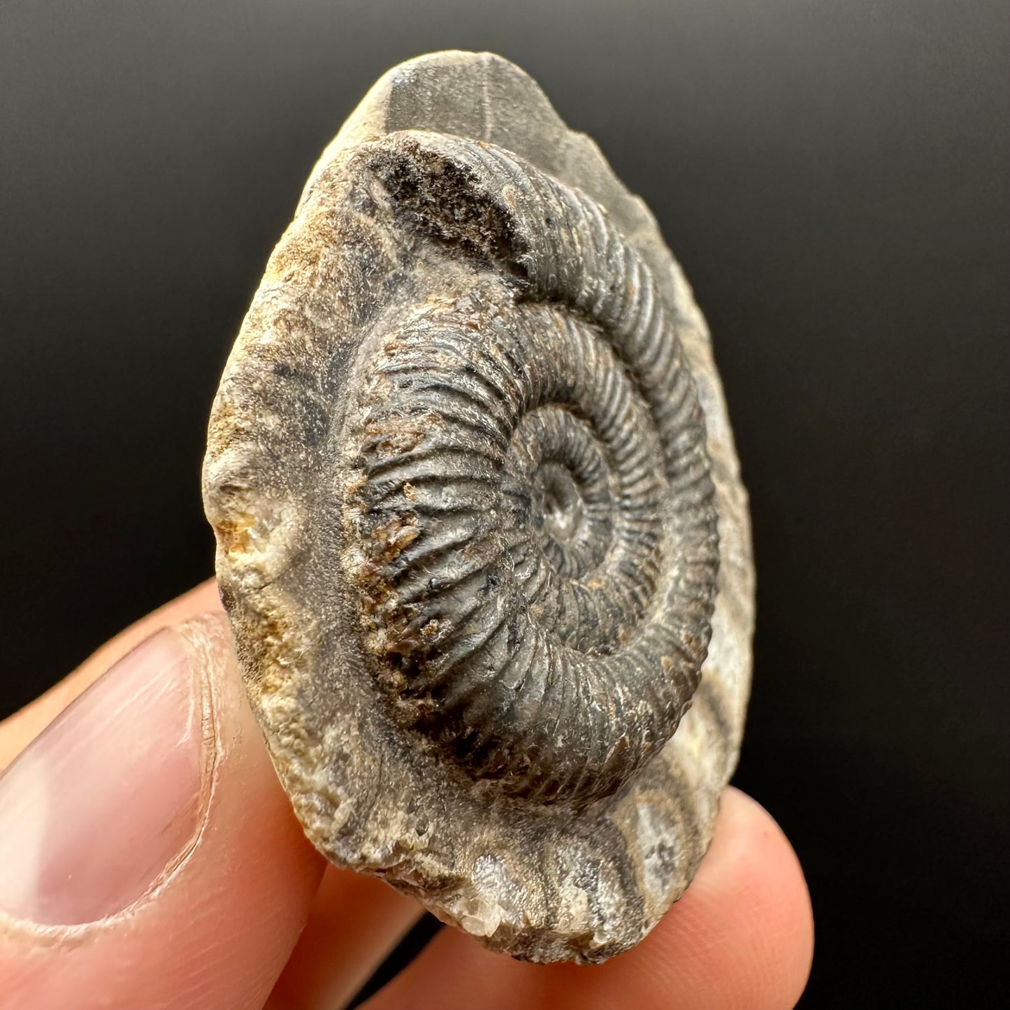 Dactylioceras Ammonite Fossil Gift Set - Whitby, North Yorkshire Jurassic Coast Yorkshire Fossils