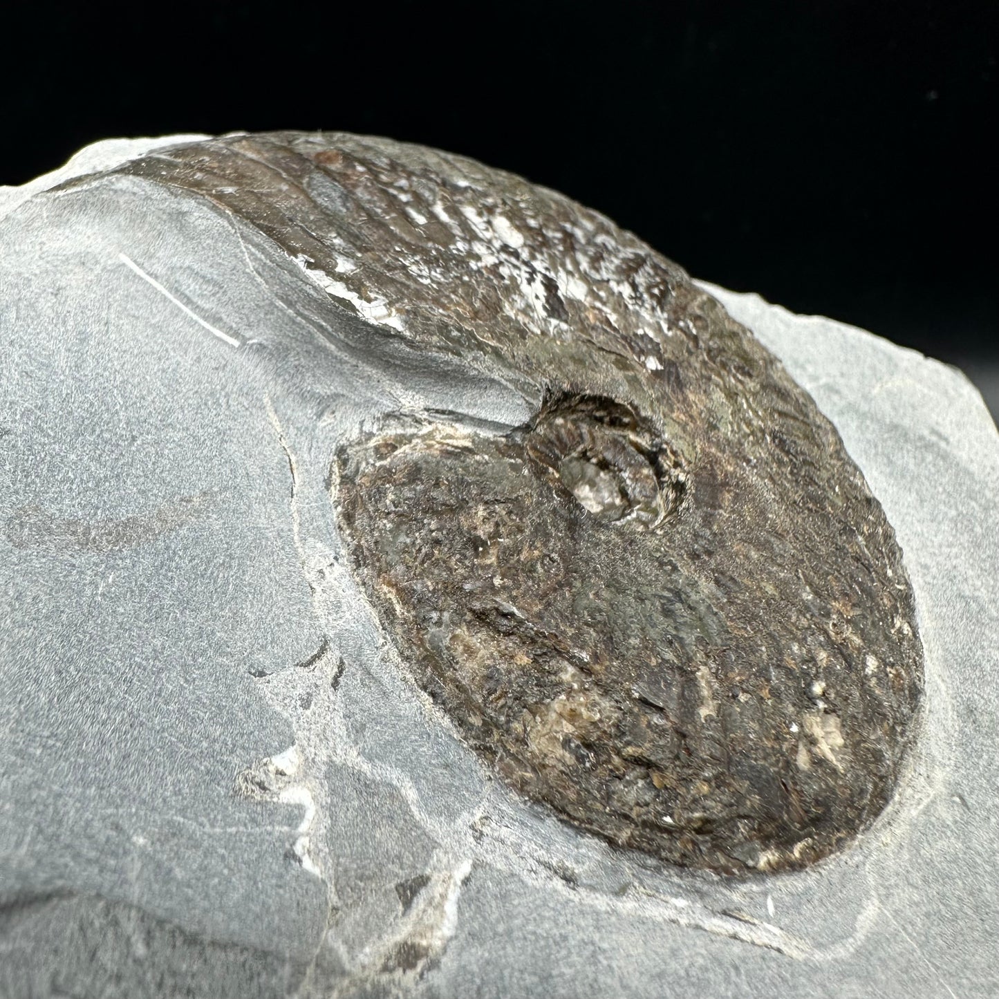 Pseudolioceras lythense Ammonite fossil - Whitby, North Yorkshire, Yorkshire Fossils on the Jurassic Coast