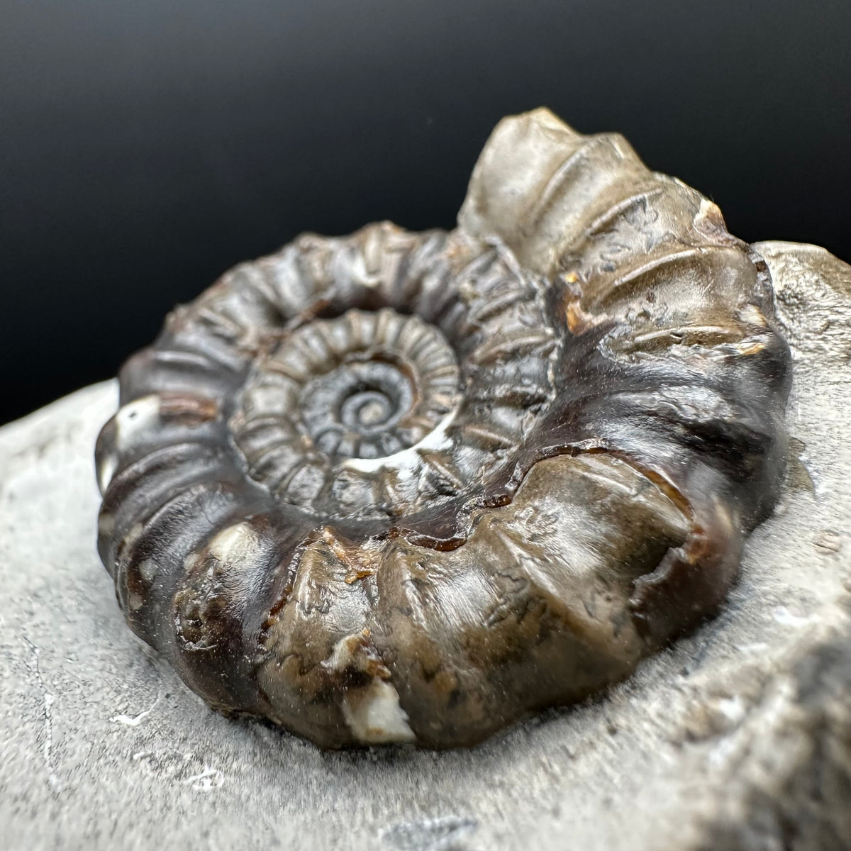 Androgynoceras maculatum ammonite fossil with box and stand - Whitby, North Yorkshire Jurassic Coast Yorkshire Fossils
