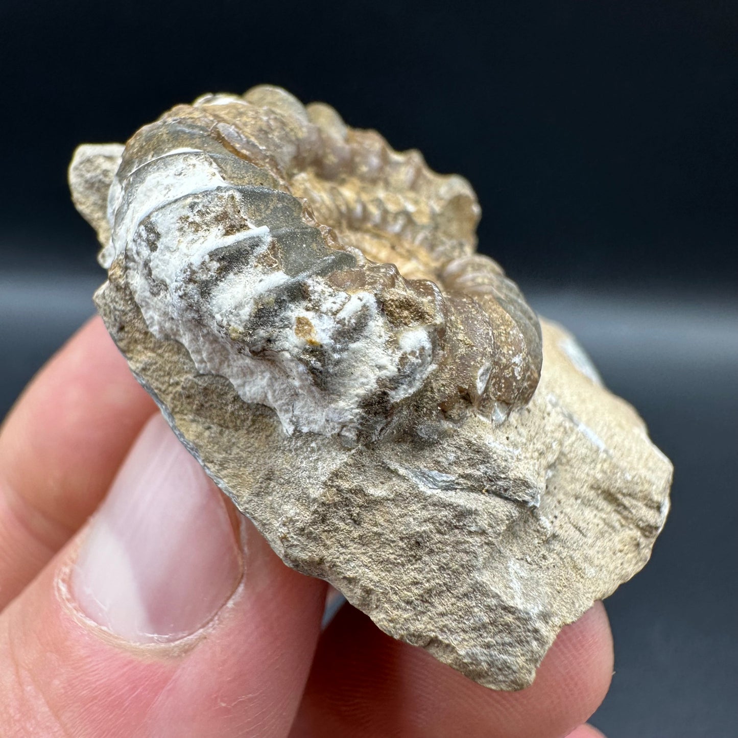 Androgynoceras capricornus Ammonite fossil with box and stand - Whitby, North Yorkshire Jurassic Coast Yorkshire Fossils