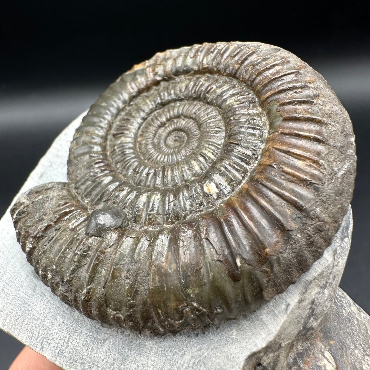 Dactylioceras Ammonite Fossil With Box And Stand - Whitby, North Yorkshire Jurassic Coast Yorkshire Fossils