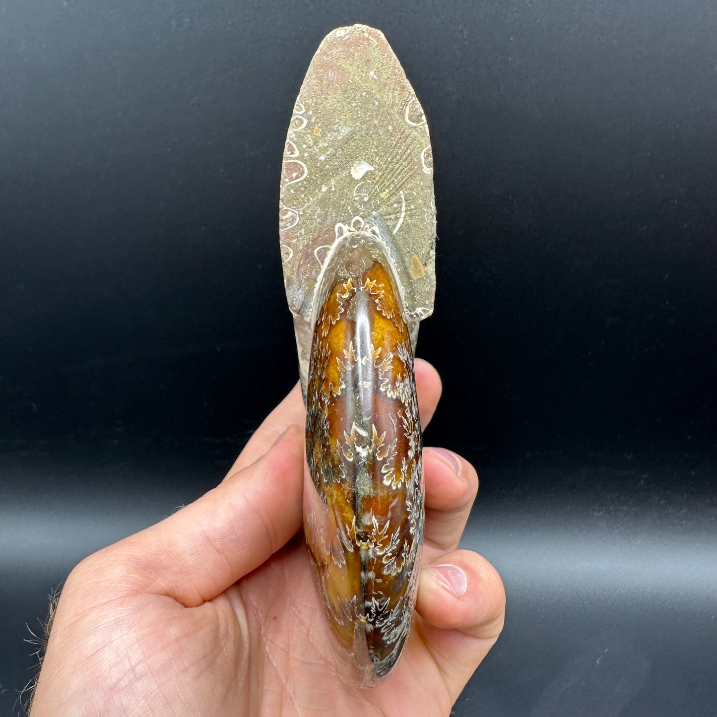 Cleoniceras Ammonite Fossil With Stand - Cretaceous Ammonite Madagascar