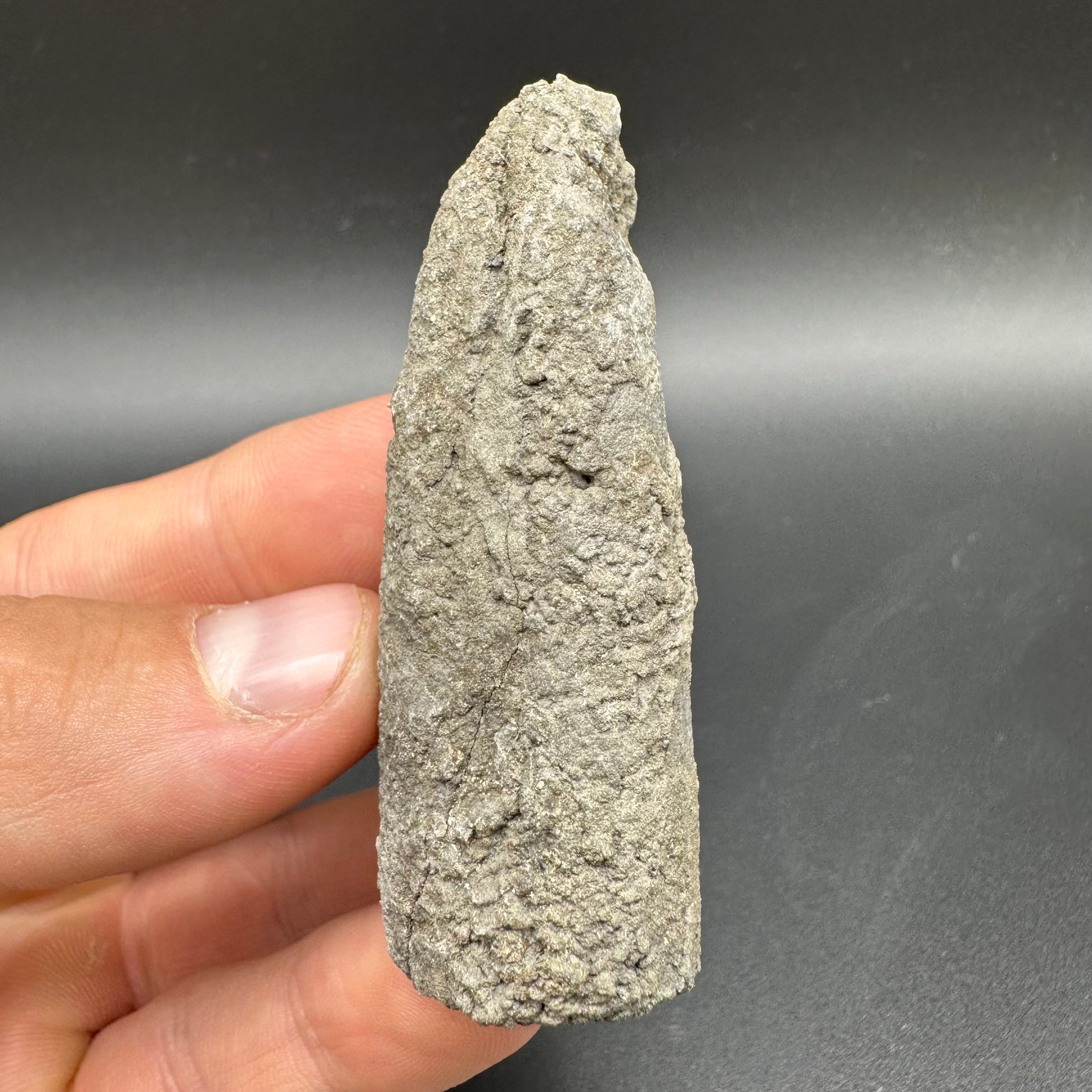 Belemnite (Fossil Squid) shell fossil - Whitby, North Yorkshire Jurass ...