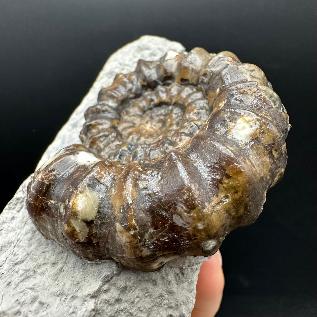 Androgynoceras maculatum ammonite fossil with box and stand - Whitby, North Yorkshire Jurassic Coast Yorkshire Fossils