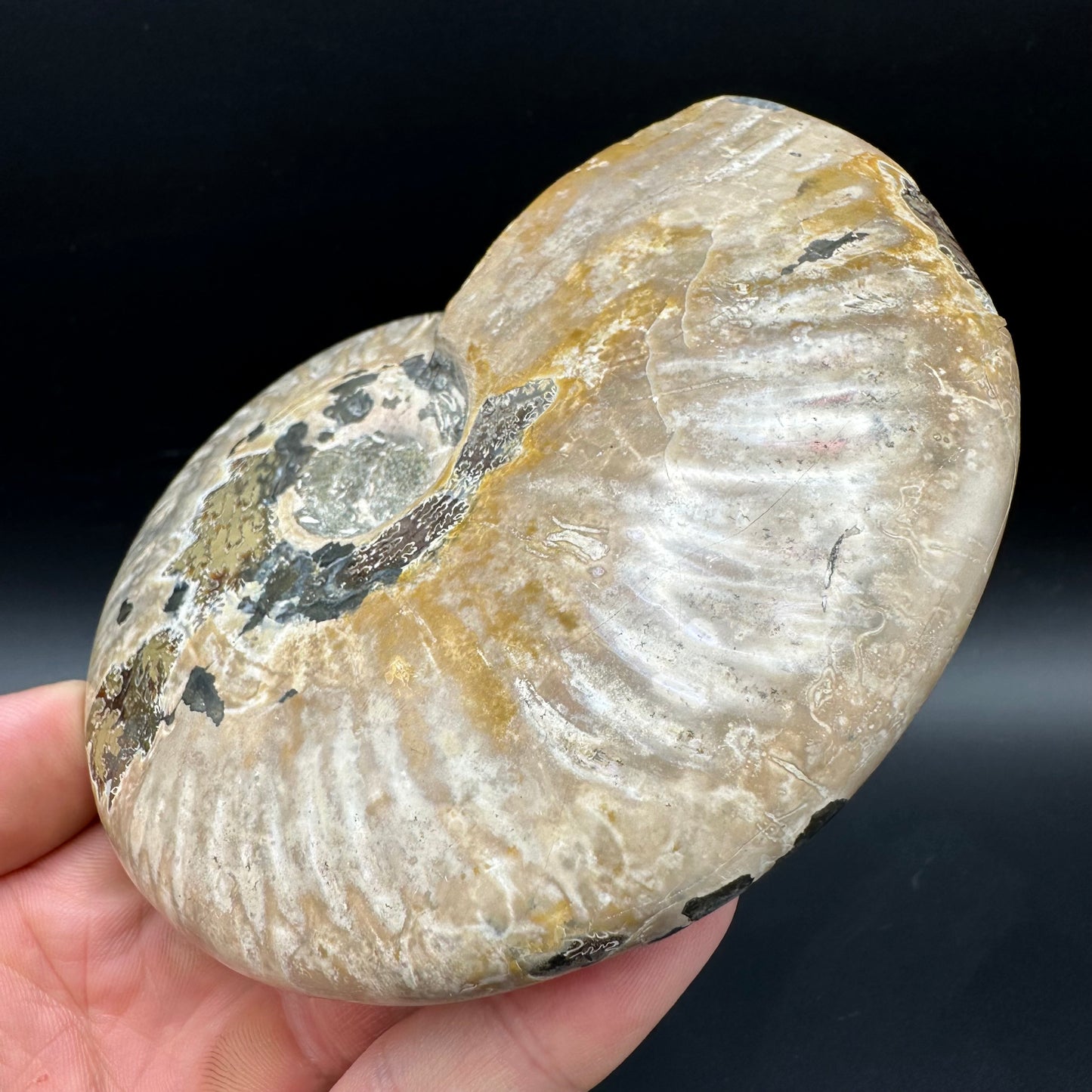 Cleoniceras Ammonite Fossil With Box And Stand - Cretaceous Ammonite Madagascar