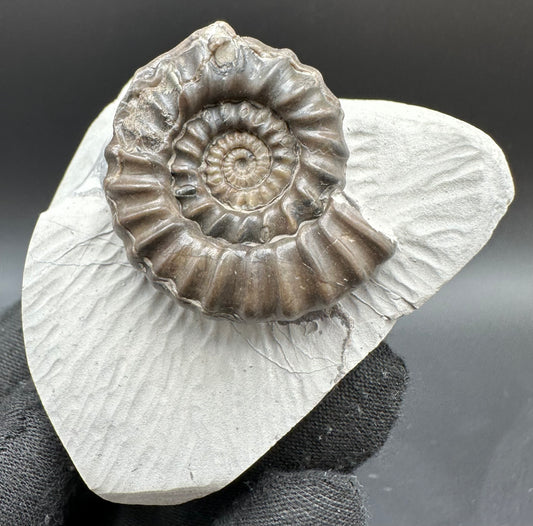 Gagaticeras Ammonite fossil with box and stand - Whitby, North Yorkshire Jurassic Coast Yorkshire Fossils