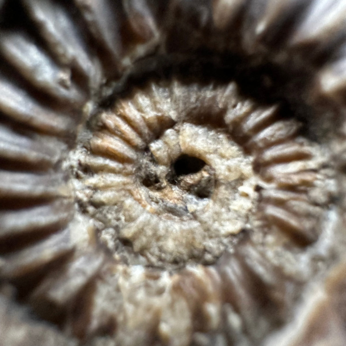 Androgynoceras capricornus Ammonite Fossil With Stand - Whitby, North Yorkshire Jurassic Coast Yorkshire Fossils