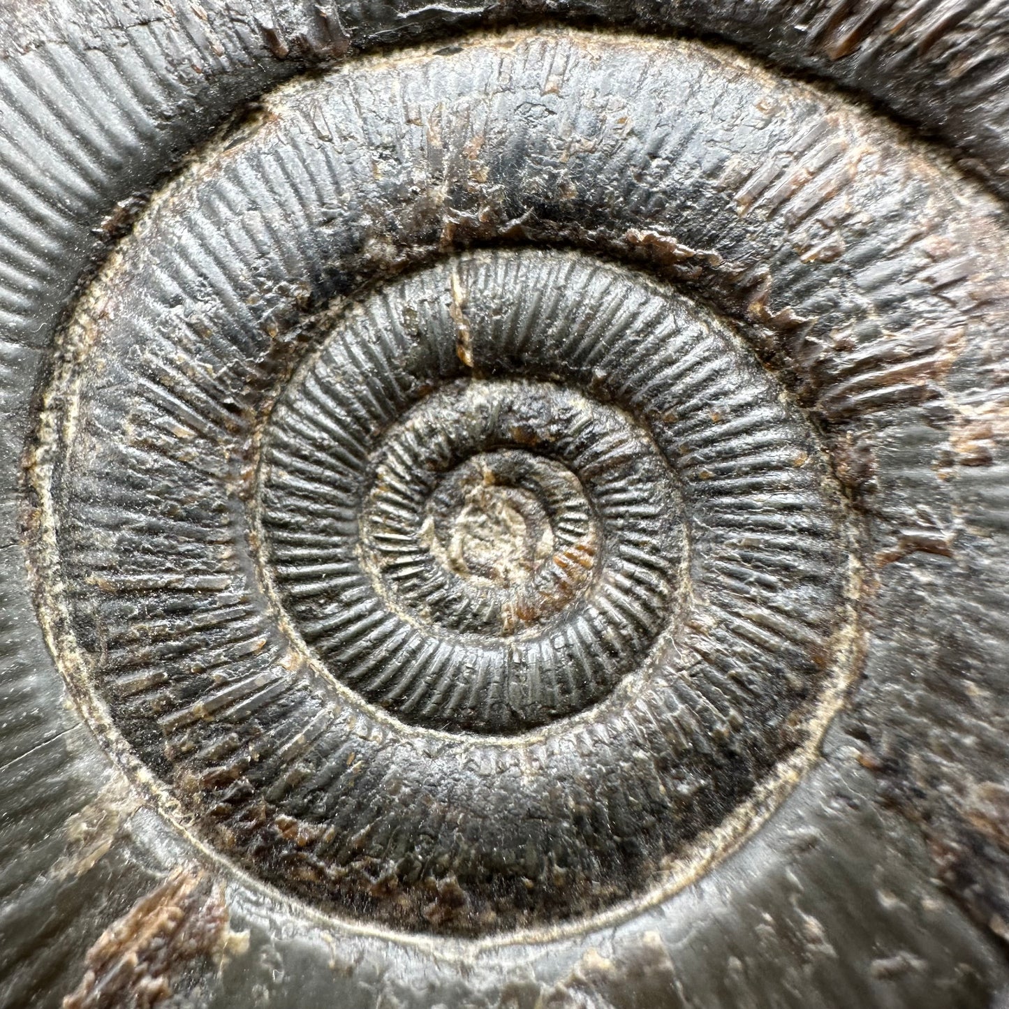 Dactylioceras tenuicostatum Ammonite fossil with box and stand - Whitby, North Yorkshire Jurassic Coast