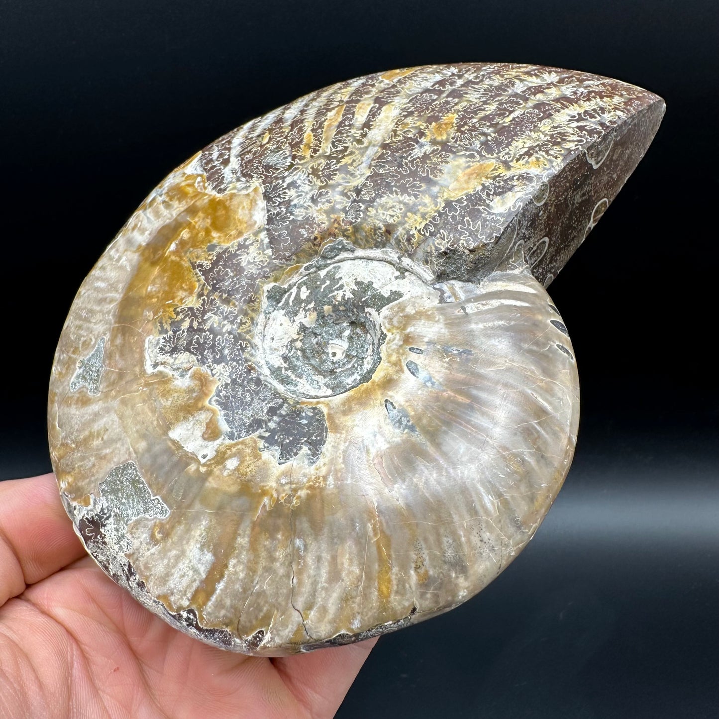 Cleoniceras Ammonite Fossil With Stand - Cretaceous Ammonite Madagascar