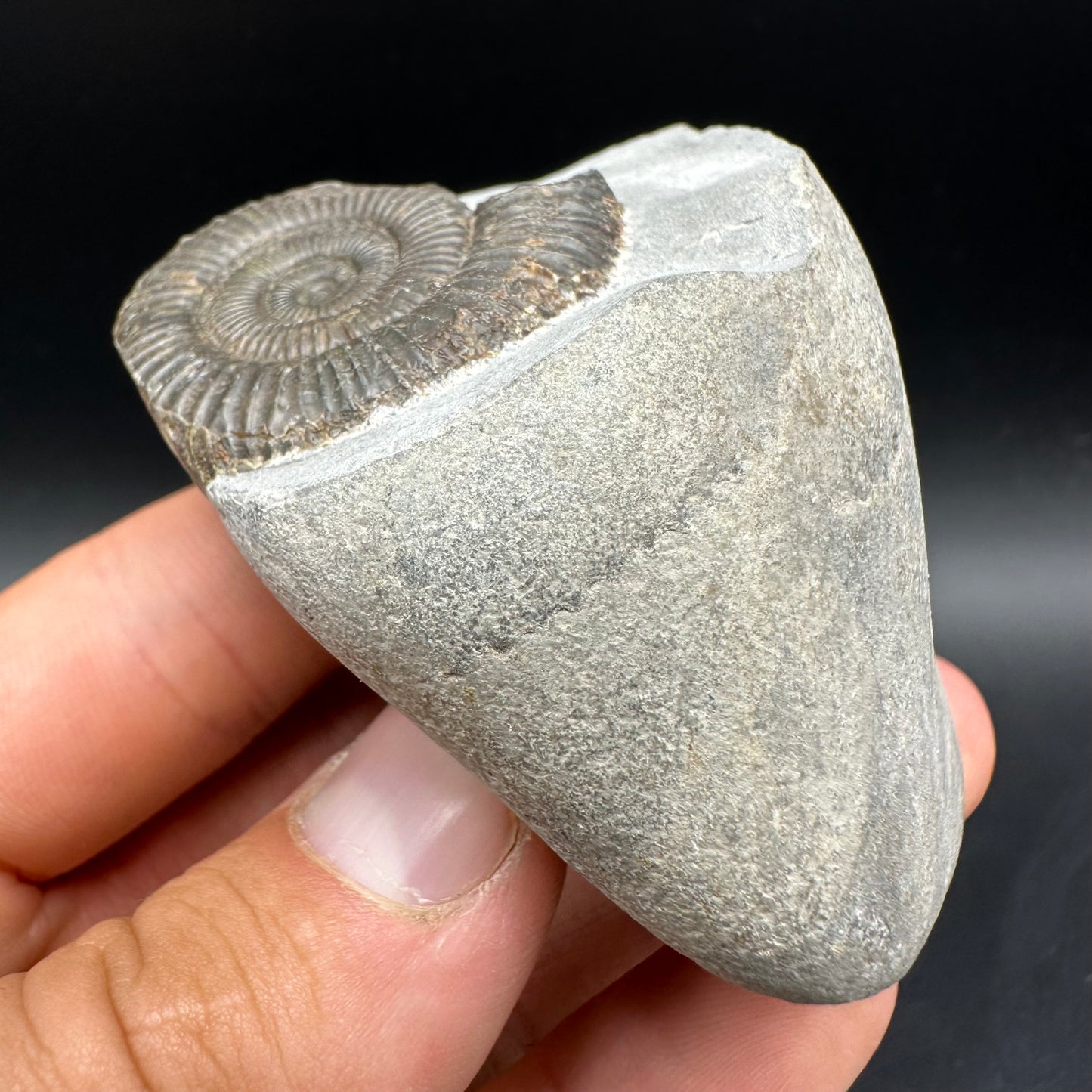 Dactylioceras Ammonite Fossil With Box And Stand - Whitby, North Yorkshire Jurassic Coast Yorkshire Fossils