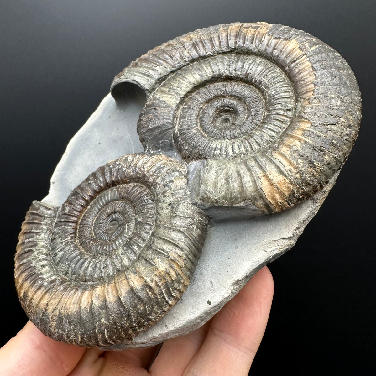 Dactylioceras Ammonite Fossil With Stand - Whitby, North Yorkshire Jurassic Coast Yorkshire Fossils