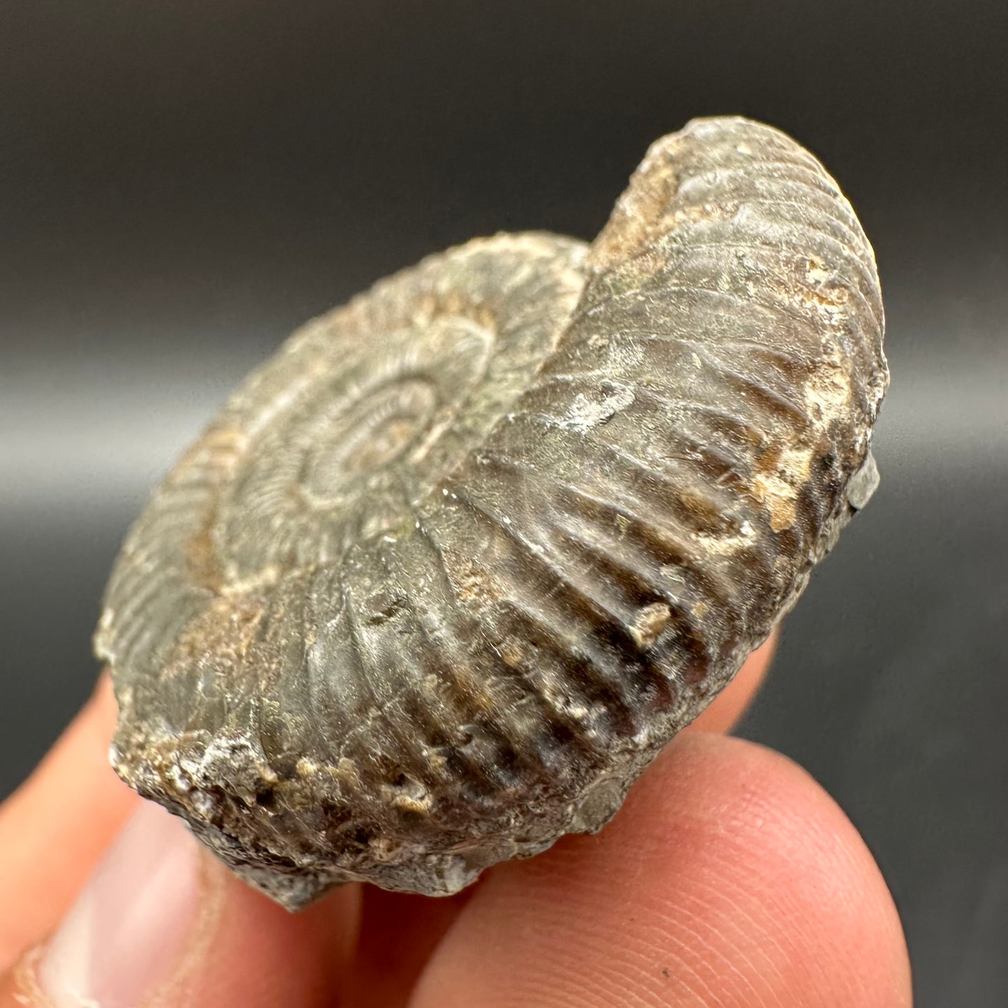 Dactylioceras Ammonite Fossil With Box And Stand - Whitby, North Yorkshire Jurassic Coast Yorkshire Fossils