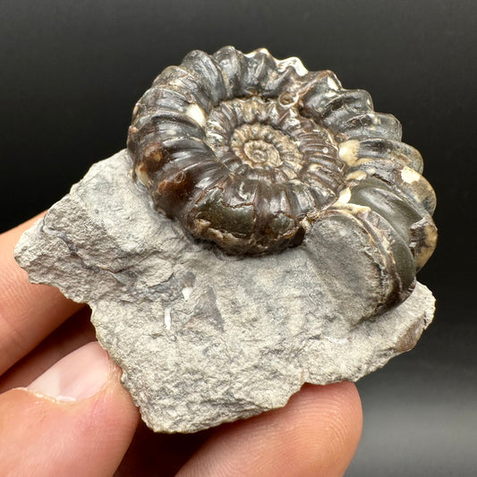 Androgynoceras maculatum ammonite fossil with box and stand - Whitby, North Yorkshire Jurassic Coast Yorkshire Fossils