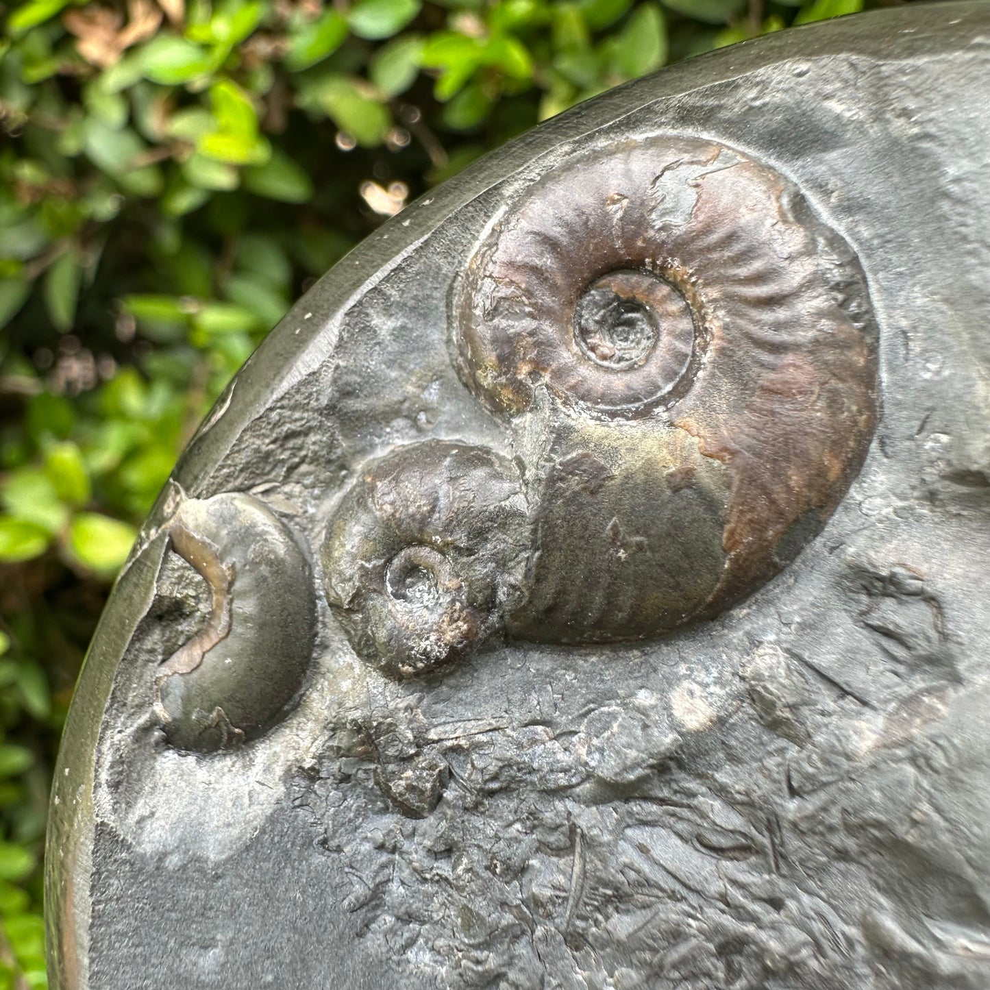 Golden Egg (GENUINE) Ammonite Fossil With Stand - Whitby, North Yorkshire Jurassic Coast Yorkshire Fossils