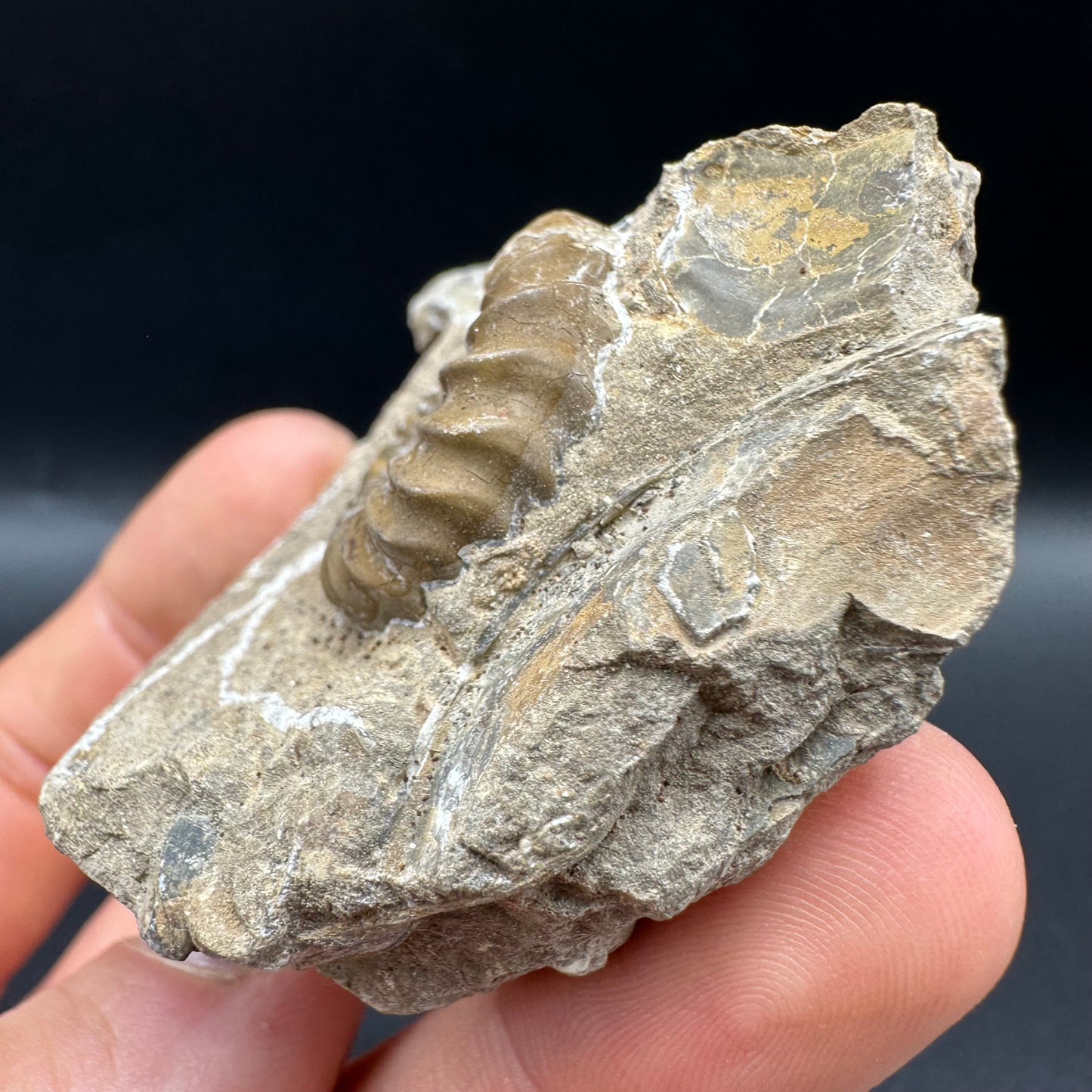 Androgynoceras capricornus Ammonite fossil with box and stand - Whitby, North Yorkshire Jurassic Coast Yorkshire Fossils