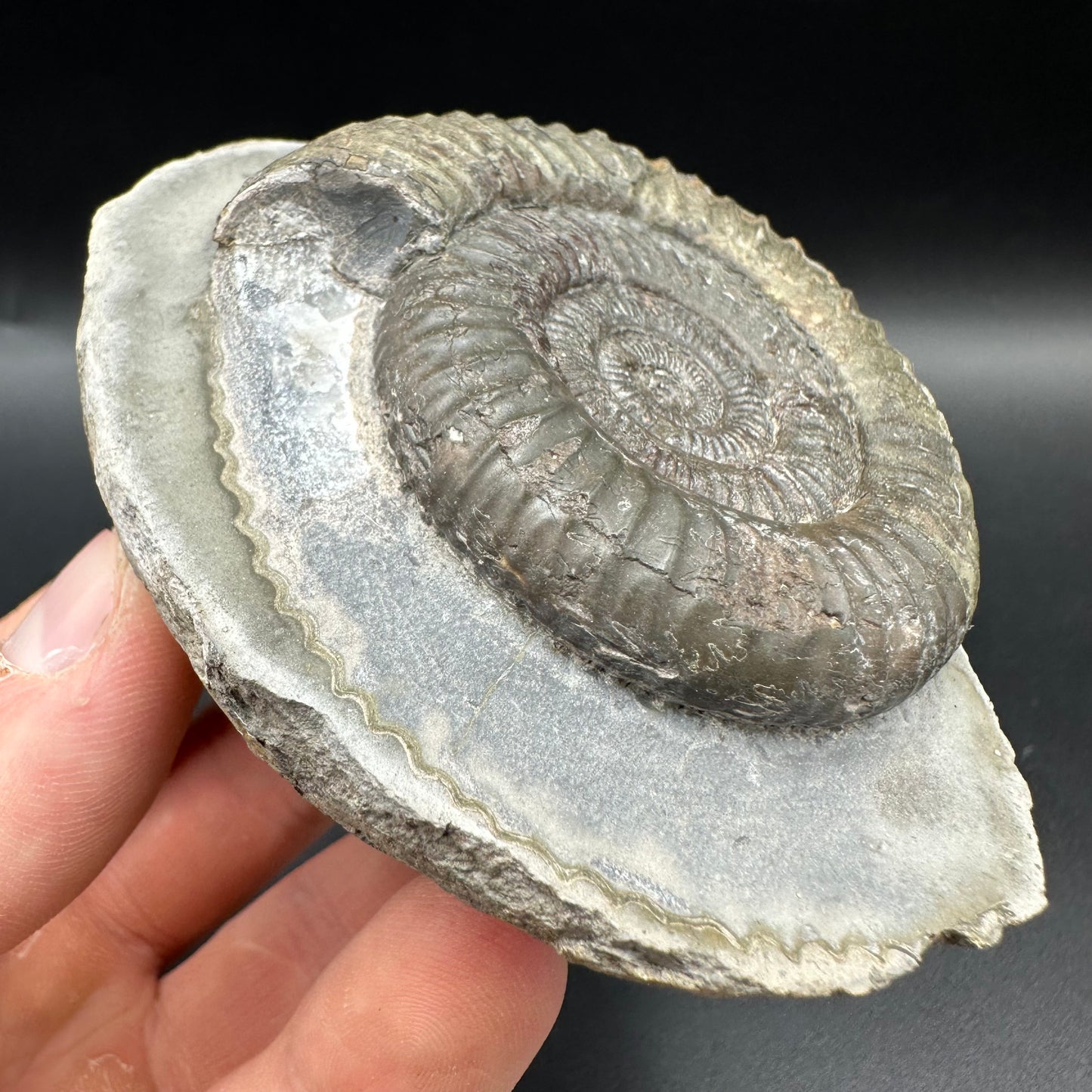 Dactylioceras Ammonite Fossil With Box And Stand - Whitby, North Yorkshire Jurassic Coast Yorkshire Fossils