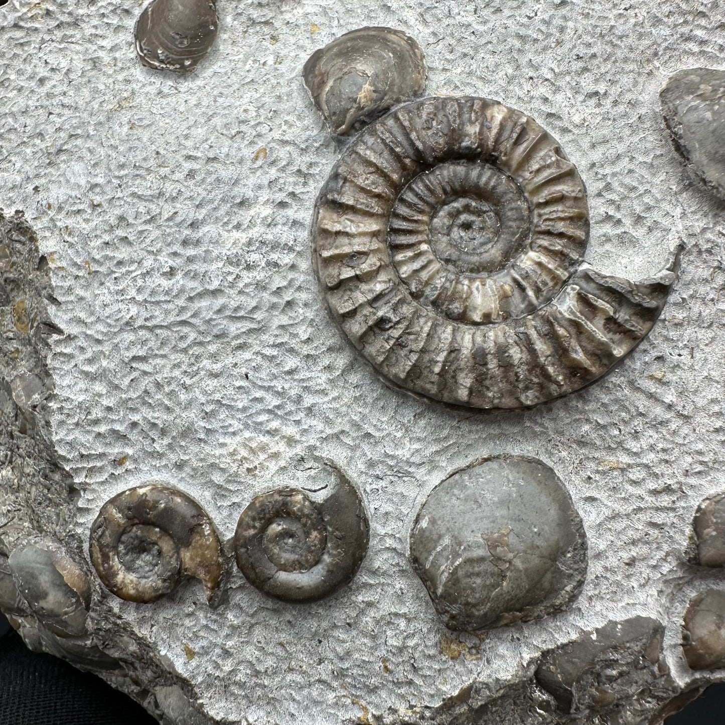 Arnioceras ammonite shell fossil with stand - Whitby, North Yorkshire Jurassic Coast Yorkshire Fossils