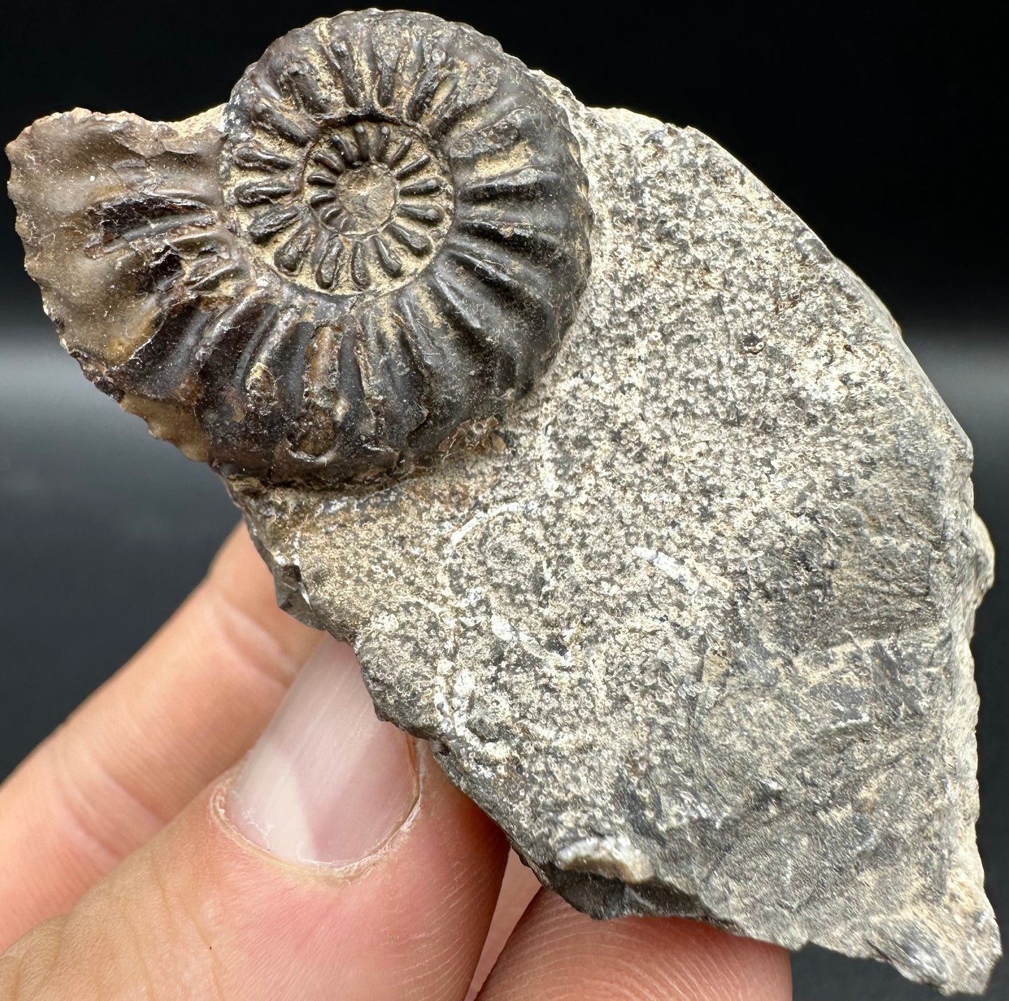 Amaltheus subnodosus Ammonite fossil with box and stand - Whitby, North Yorkshire Jurassic Coast Yorkshire Fossils