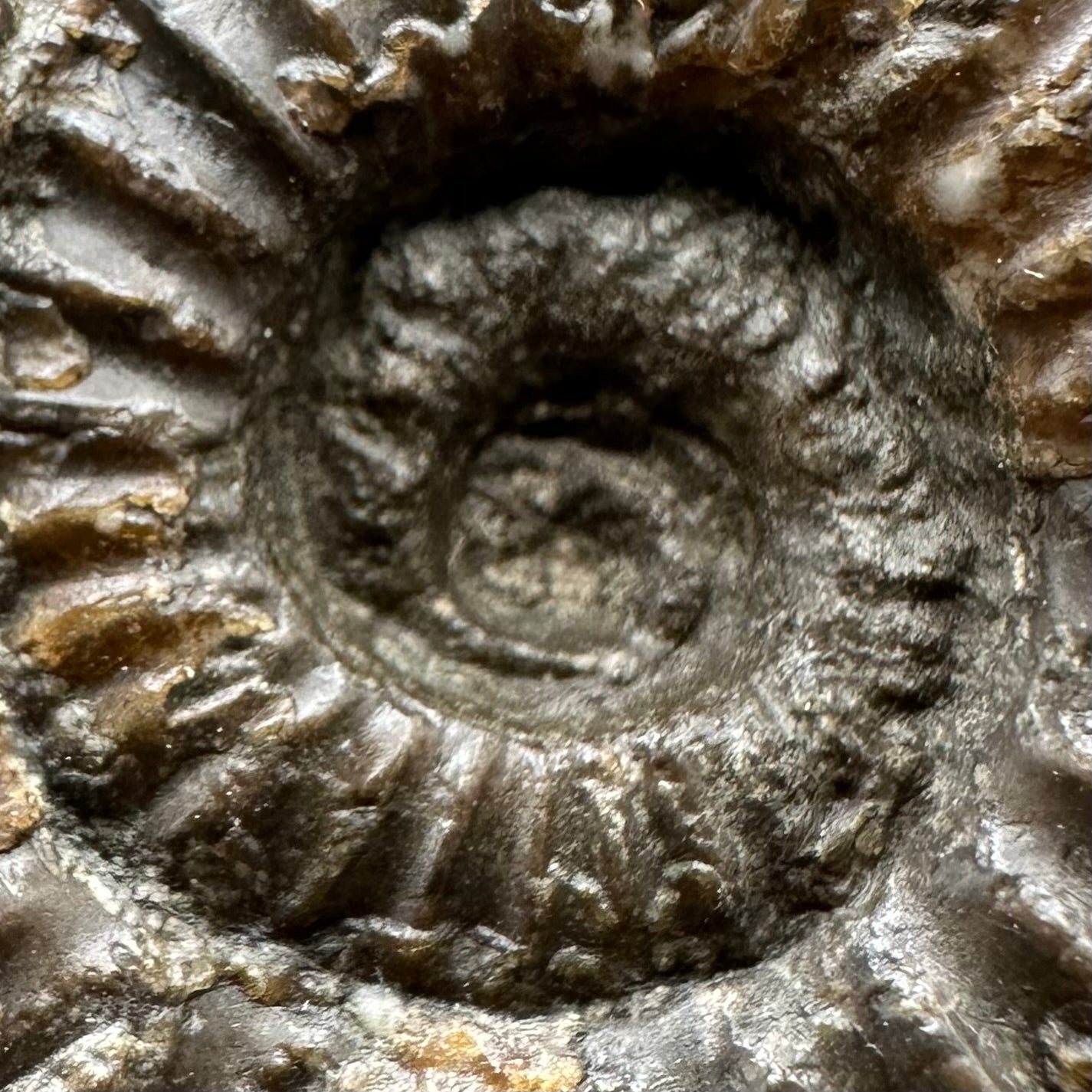 Androgynoceras capricornus Ammonite Fossil With Stand - Whitby, North Yorkshire Jurassic Coast Yorkshire Fossils