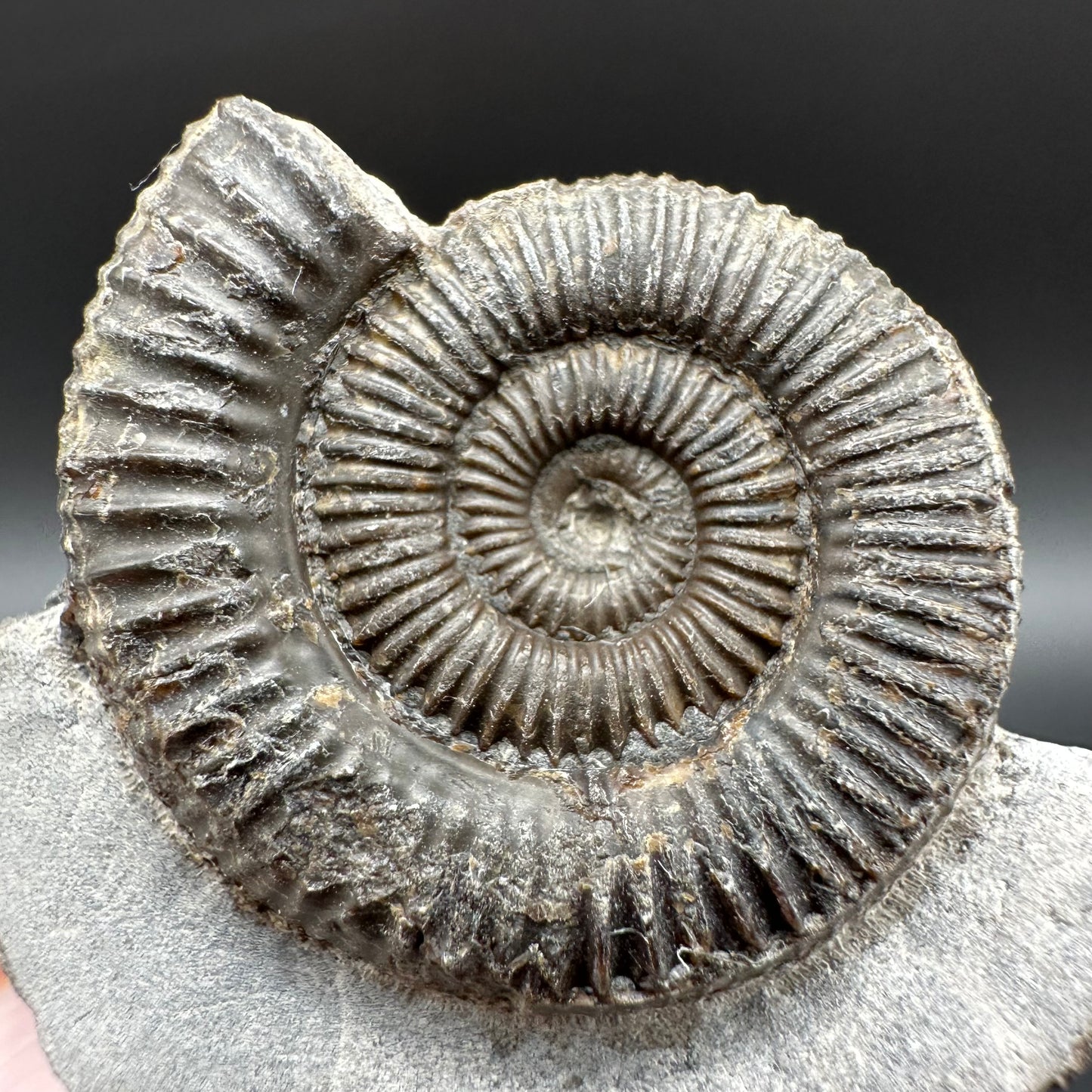 Dactylioceras Ammonite Fossil With Box And Stand - Whitby, North Yorkshire Jurassic Coast Yorkshire Fossils