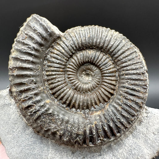 Dactylioceras Ammonite Fossil With Box And Stand - Whitby, North Yorkshire Jurassic Coast Yorkshire Fossils