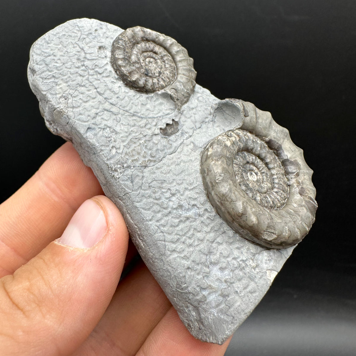 Arnioceras ammonite shell fossil with box and stand - Whitby, North Yorkshire Jurassic Coast Yorkshire Fossils