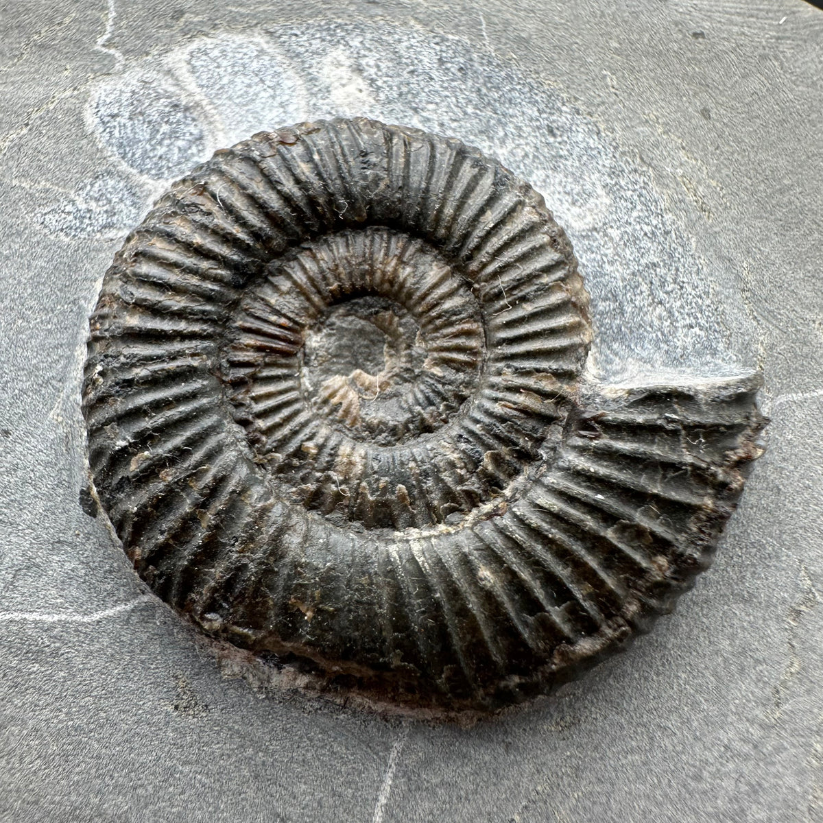 Dactylioceras Ammonite Fossil With box and Stand - Whitby, North Yorkshire Jurassic Coast Yorkshire Fossils