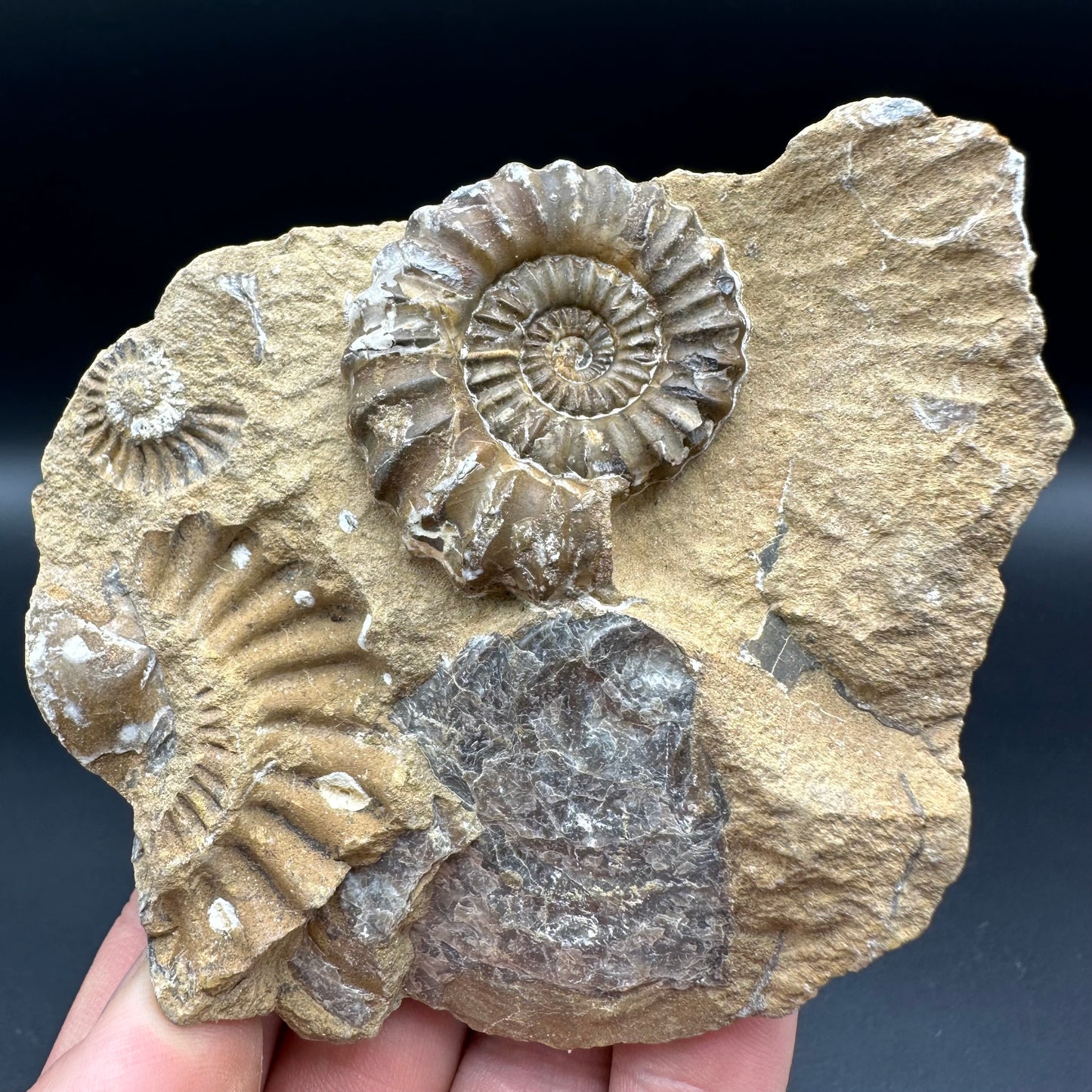 Androgynoceras Capricornus ammonite fossil with box and stand - Whitby, North Yorkshire Jurassic Coast Yorkshire Fossils