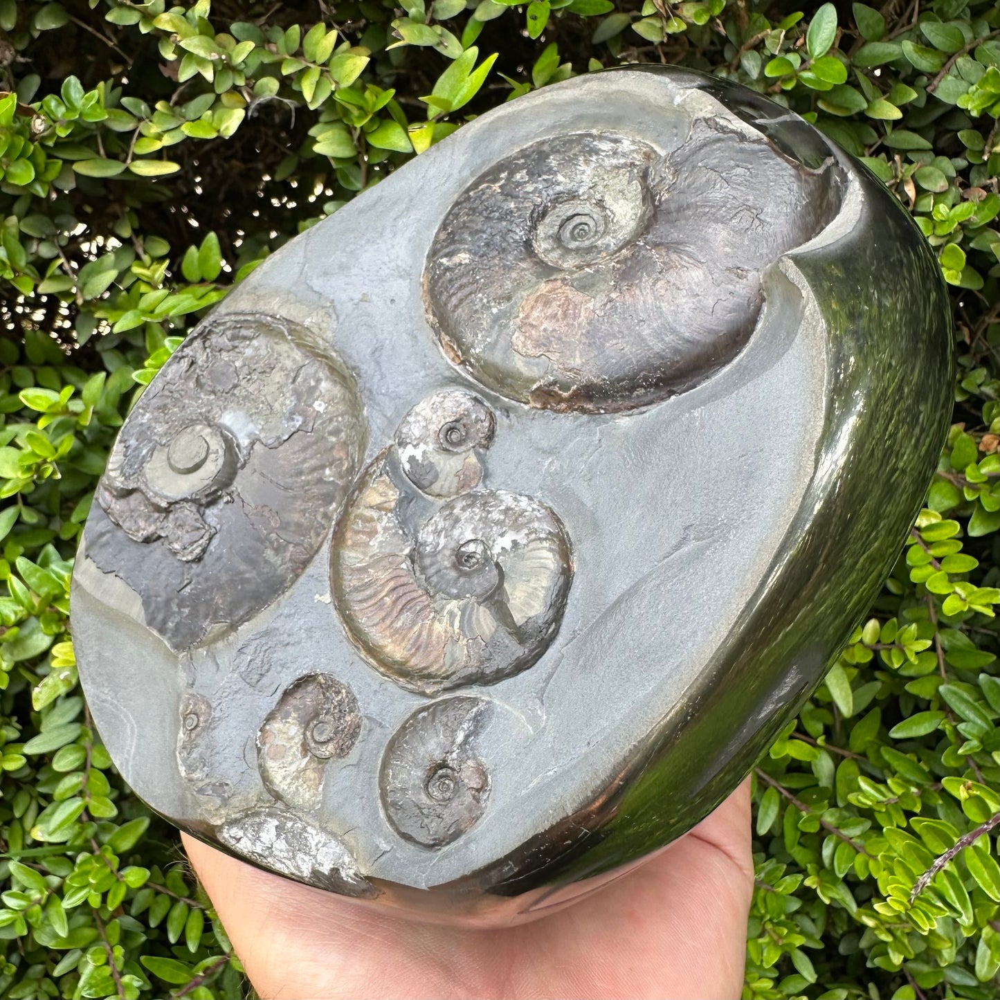 Golden Egg (GENUINE) Ammonite Fossil With Stand - Whitby, North Yorkshire Jurassic Coast Yorkshire Fossils
