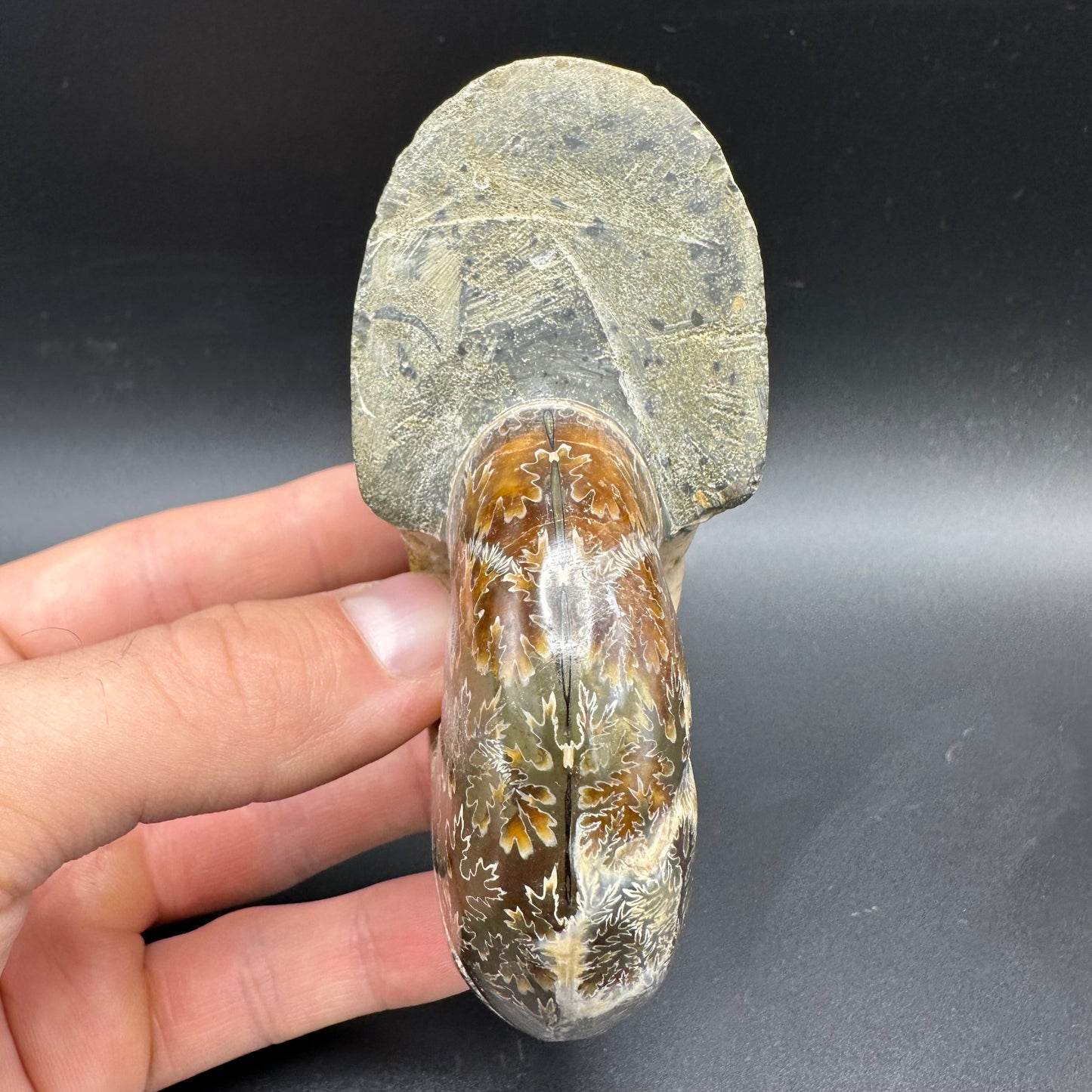 Puzosia Ammonite Fossil With Box And Stand - Cretaceous Ammonite Madagascar