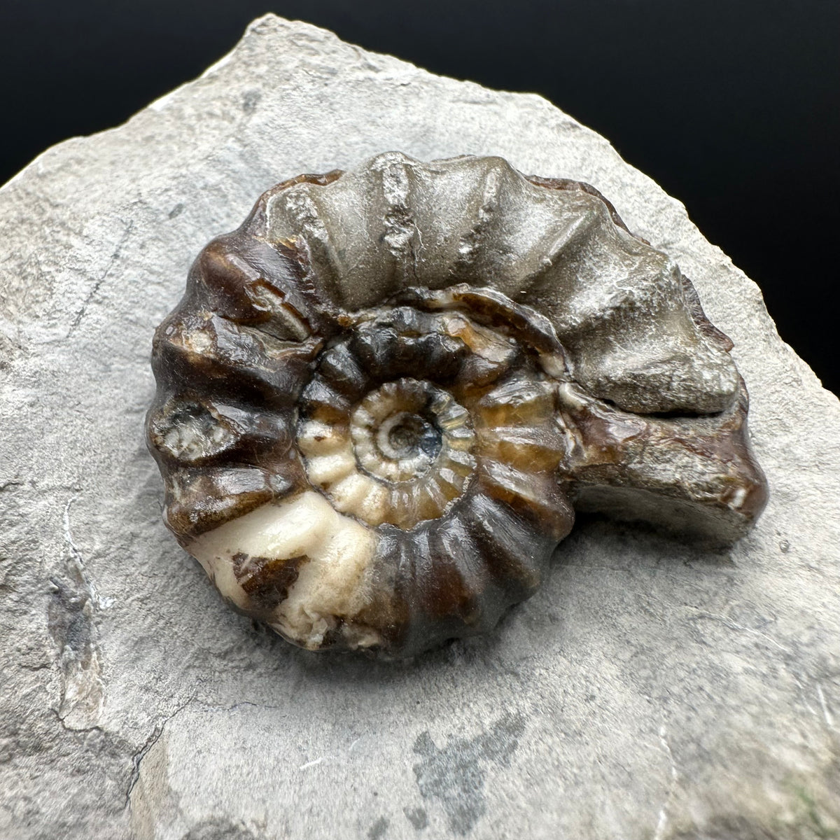 Androgynoceras maculatum ammonite fossil with box and stand - Whitby, North Yorkshire Jurassic Coast Yorkshire Fossils
