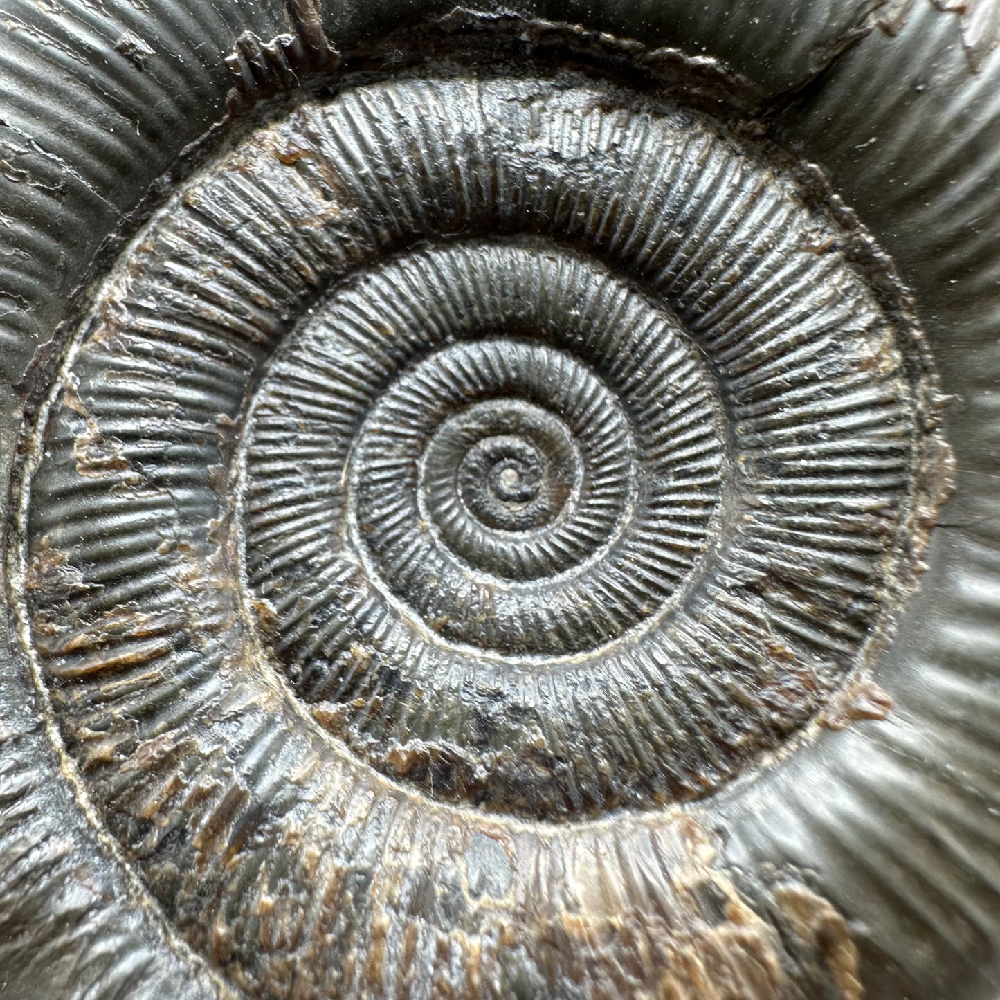 Dactylioceras tenuicostatum ammonite fossil - Whitby, North Yorkshire Jurassic Coast Yorkshire Fossils