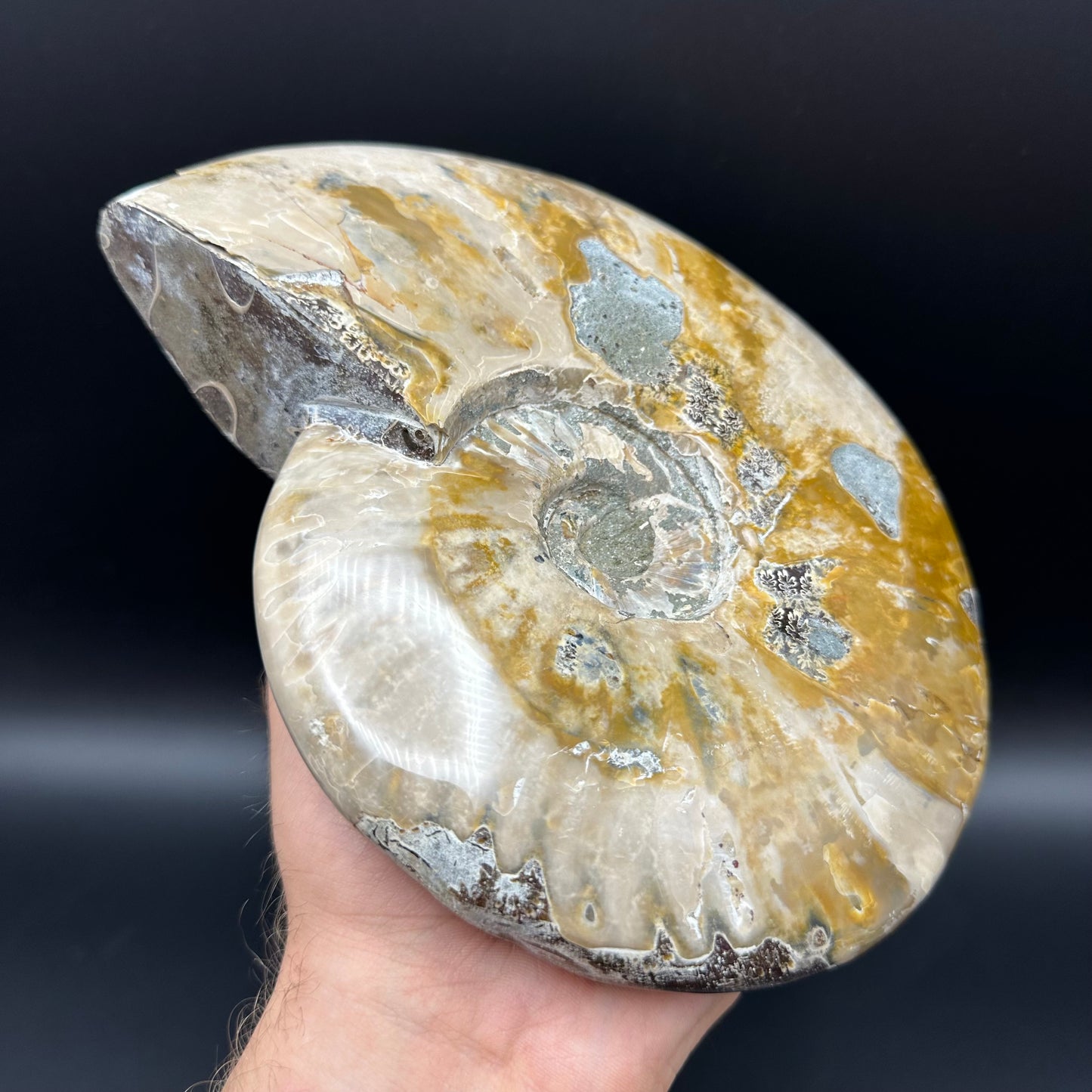 Cleoniceras Ammonite Fossil With Stand - Cretaceous Ammonite Madagascar