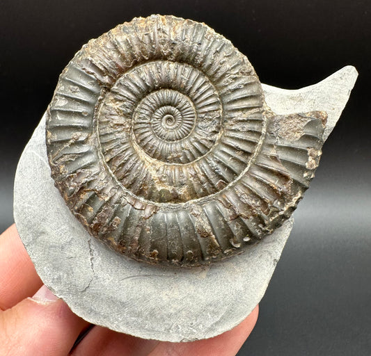 Dactylioceras Ammonite Fossil With Box And Stand - Whitby, North Yorkshire Jurassic Coast Yorkshire Fossils