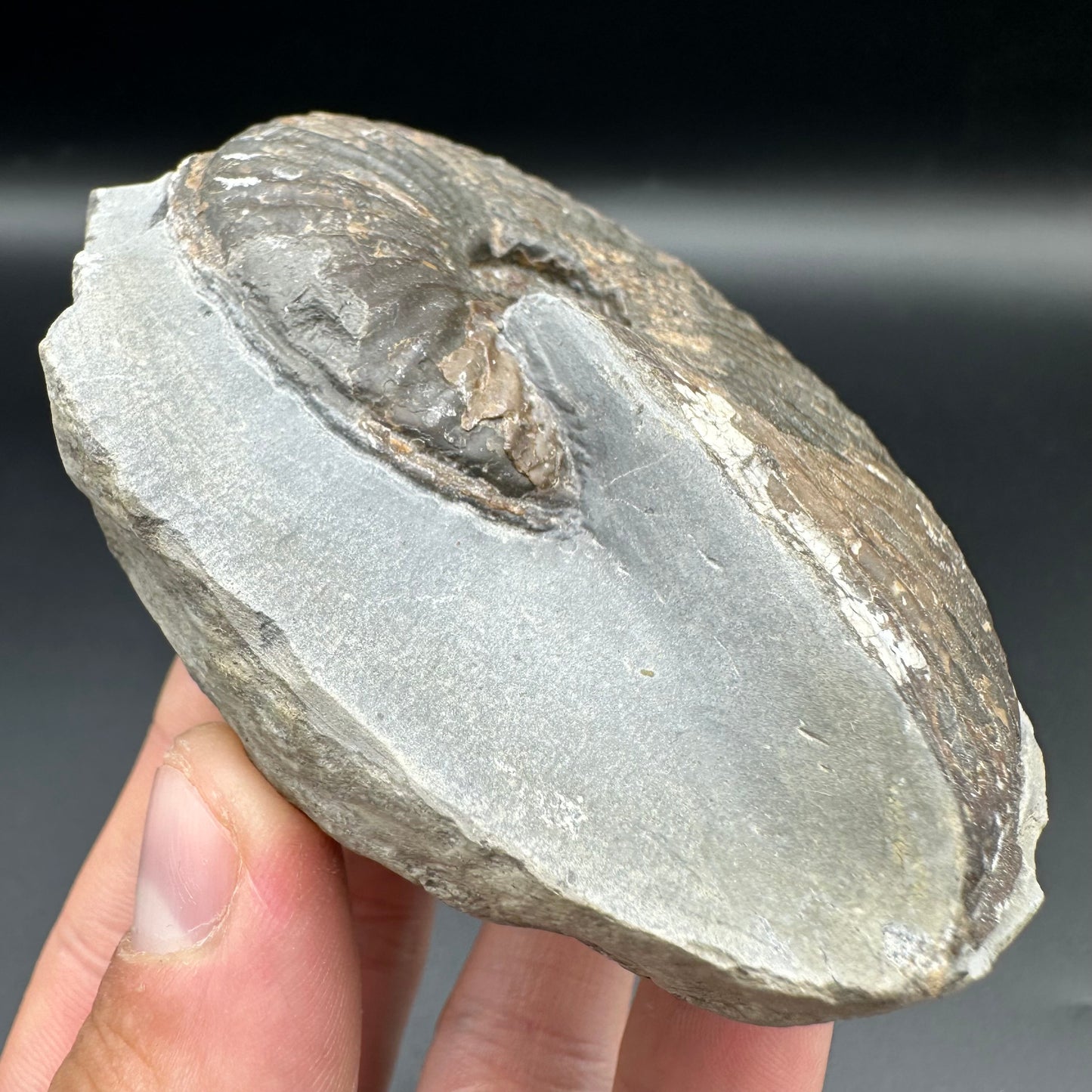 Pseudolioceras lythense ammonite fossil with box and stand - Whitby, North Yorkshire, Yorkshire Fossils on the Jurassic Coast