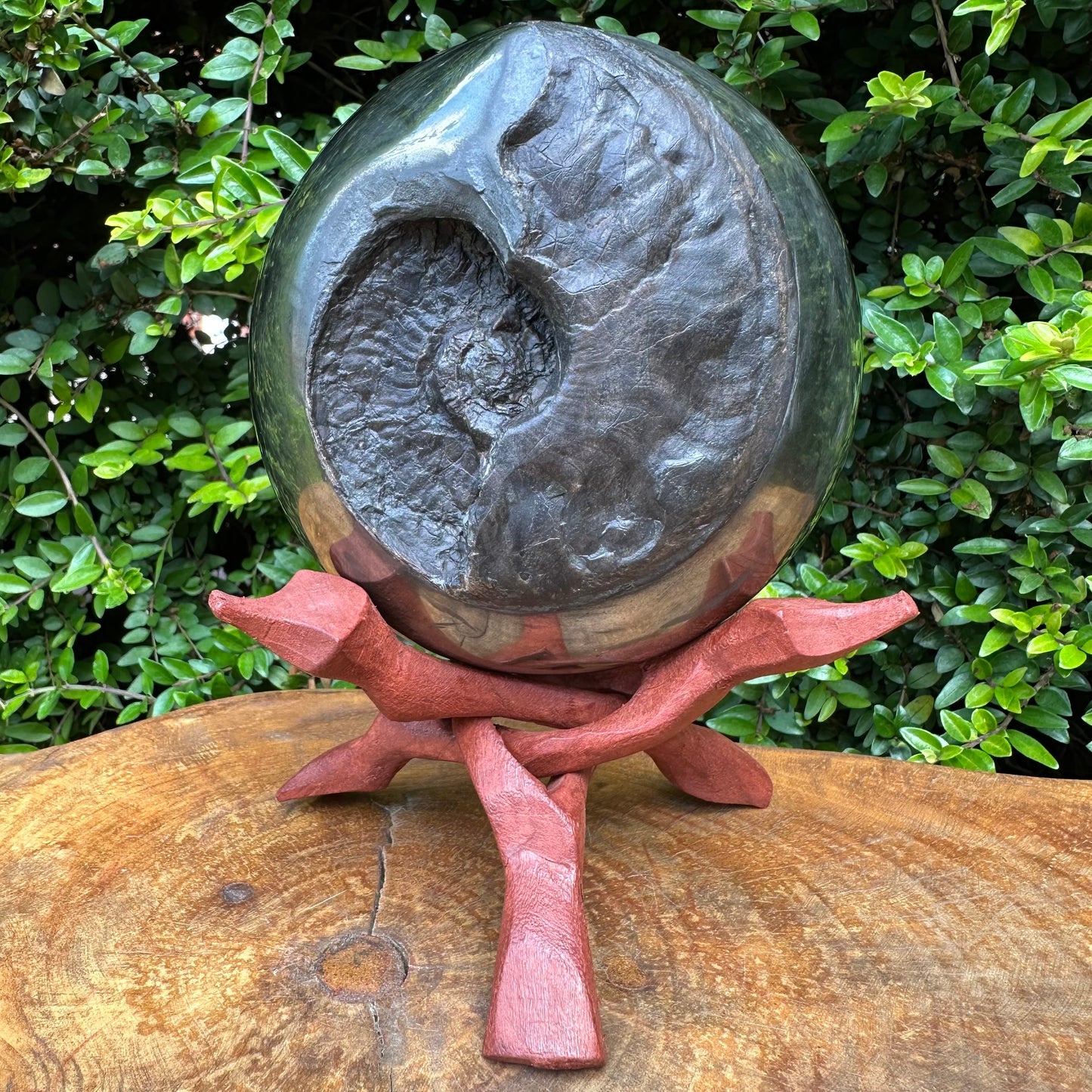 Golden Egg (GENUINE) Ammonite Fossil With Stand - Whitby, North Yorkshire Jurassic Coast Yorkshire Fossils
