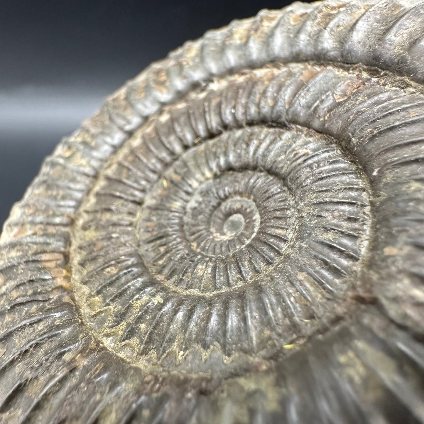 Dactylioceras Ammonite Fossil With Box And Stand - Whitby, North Yorkshire Jurassic Coast Yorkshire Fossils