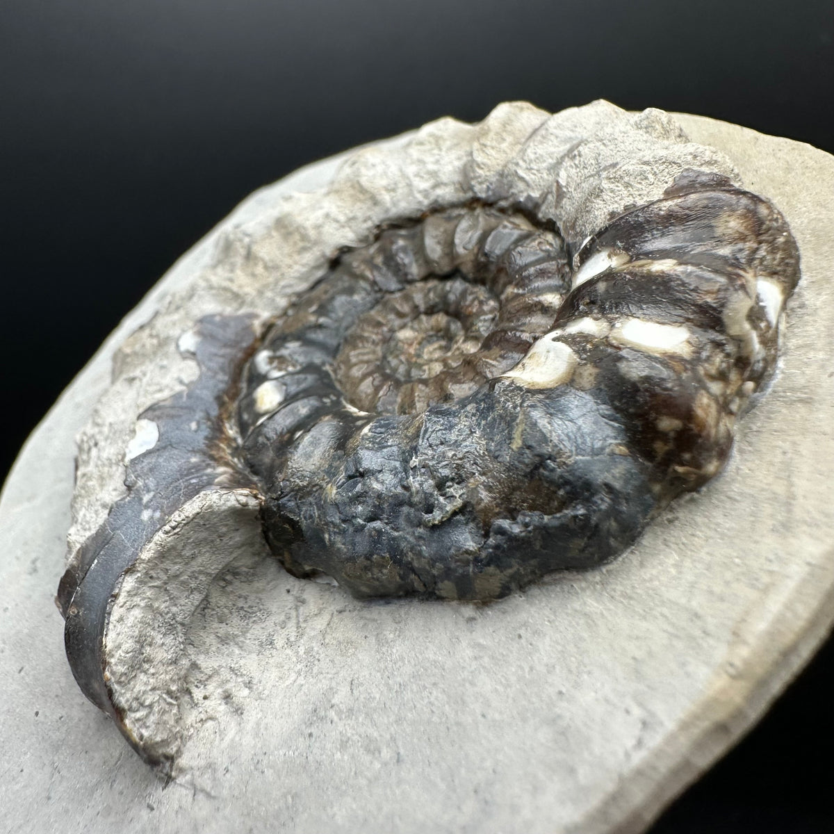 Androgynoceras maculatum ammonite fossil with box and stand - Whitby, North Yorkshire Jurassic Coast Yorkshire Fossils