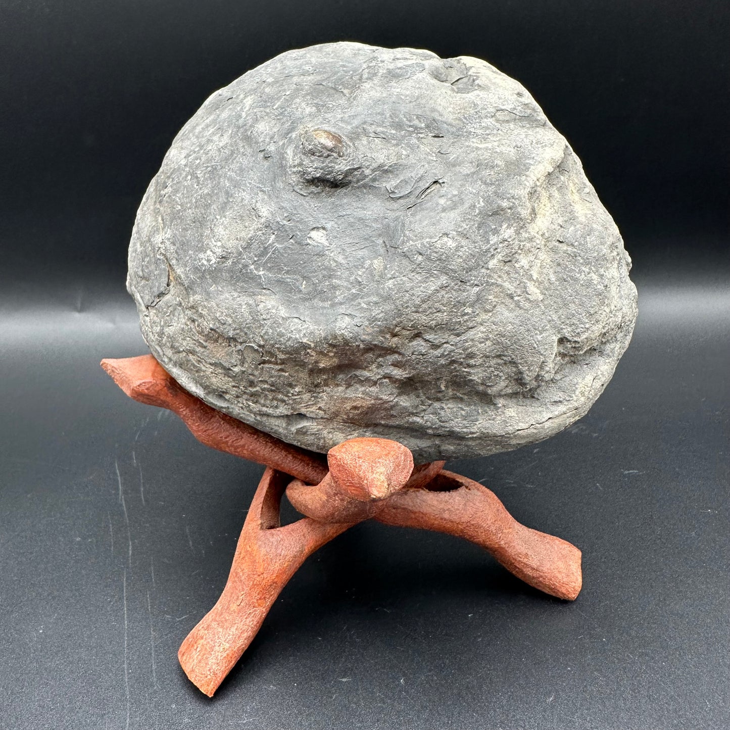 Hildoceras lusitanicum Ammonite nodule (split pair) Fossil With Stand - Whitby, North Yorkshire Jurassic Coast Yorkshire Fossils