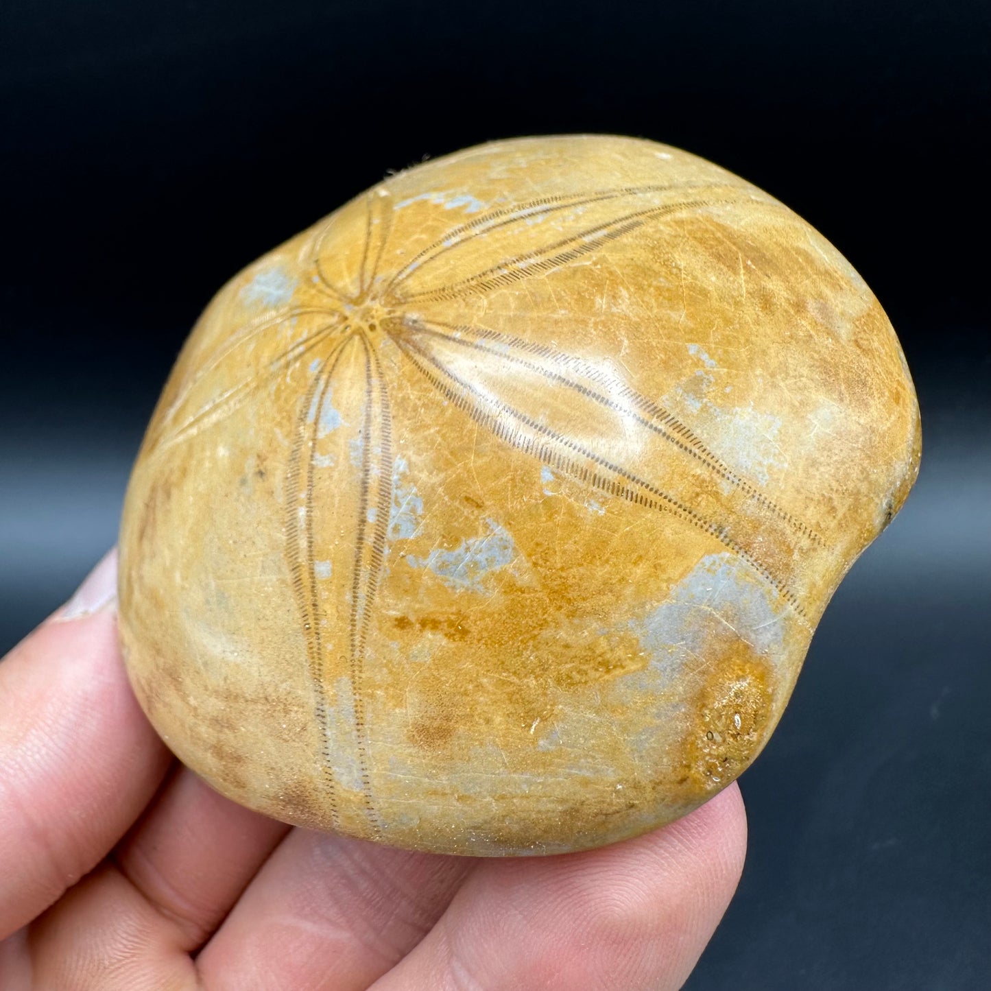 Holectypus Sea Urchin Fossil With Box And Stand - Middle Jurassic Madagascar