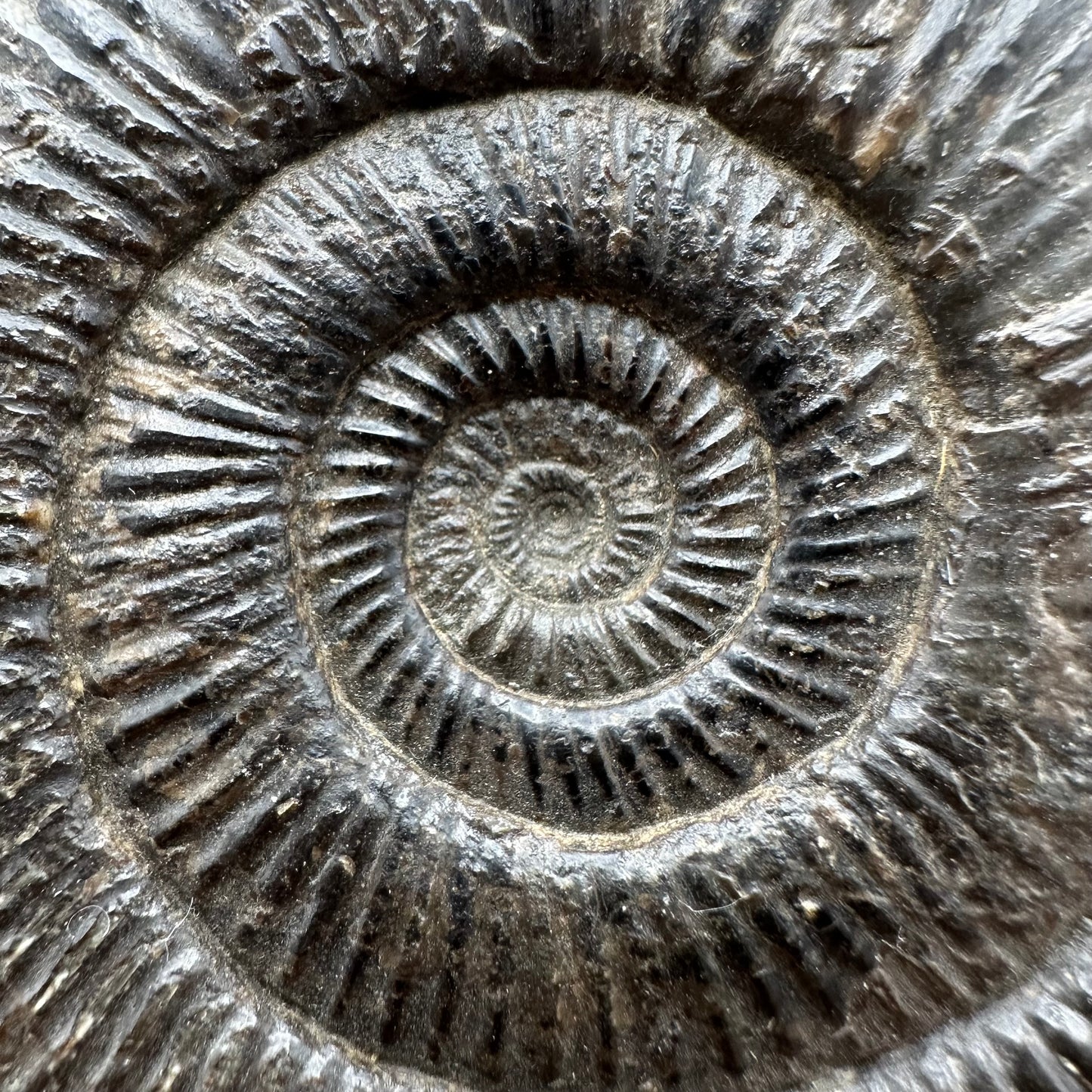 Dactylioceras semicelatum Ammonite fossil with stand - Whitby, North Yorkshire Jurassic Coast Yorkshire Fossils