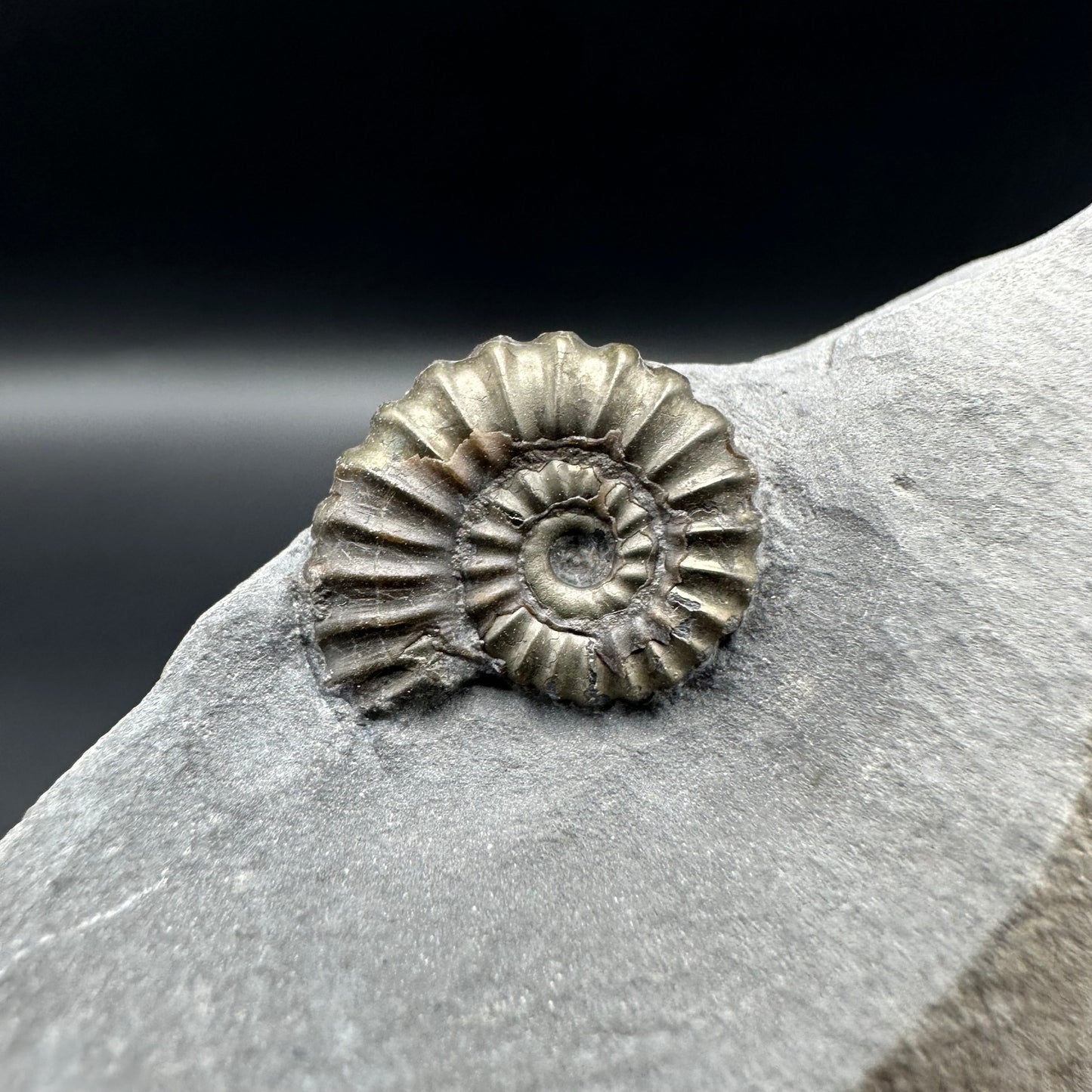 Promicroceras ammonite shell fossil with box and stand - Whitby, North Yorkshire Jurassic Coast Yorkshire Fossils