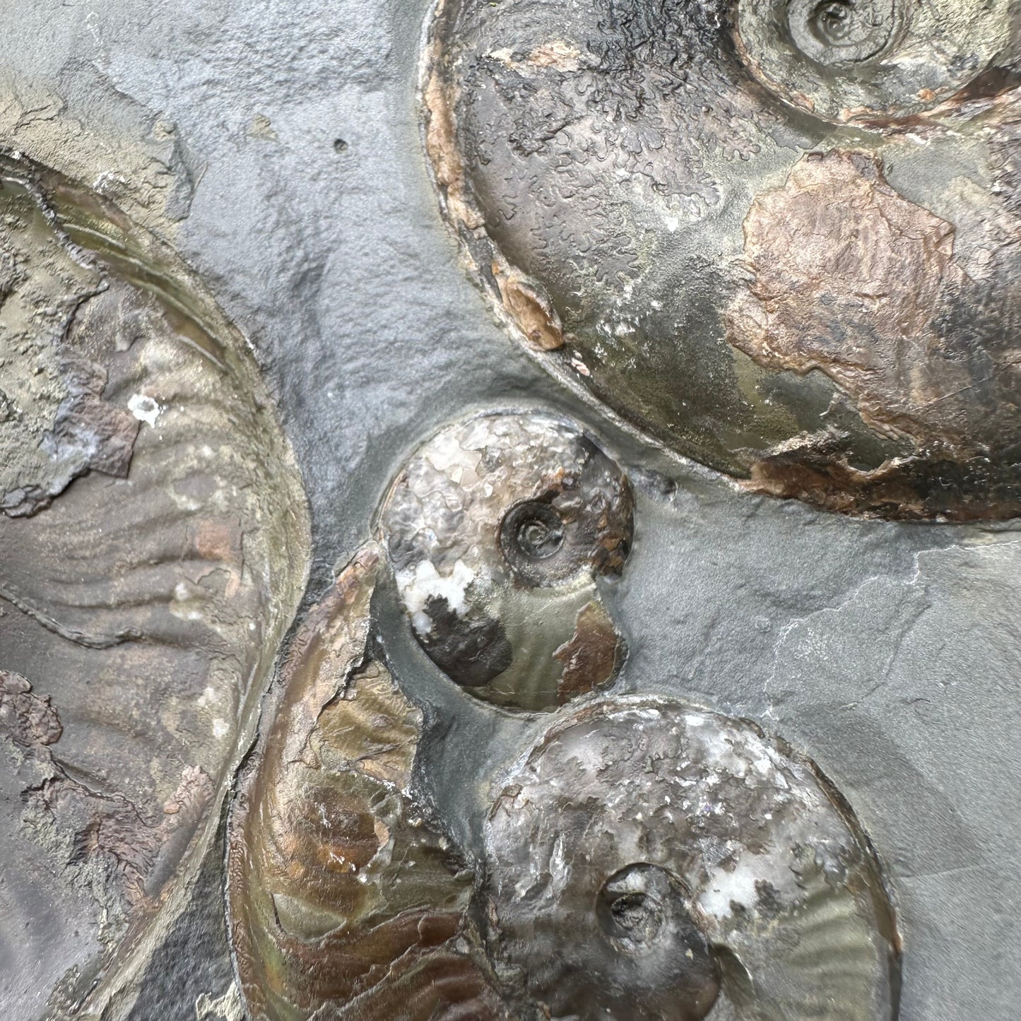 Golden Egg (GENUINE) Ammonite Fossil With Stand - Whitby, North Yorkshire Jurassic Coast Yorkshire Fossils